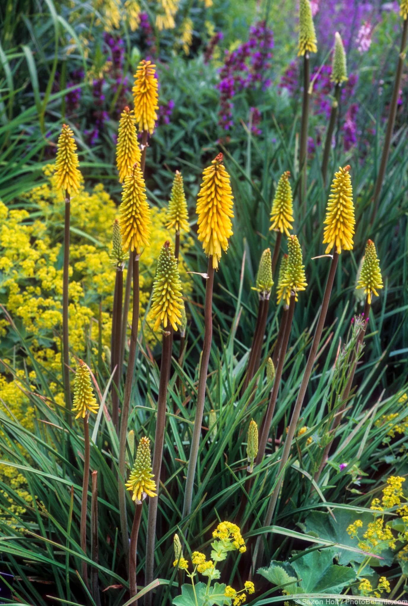 Kniphofia citrina