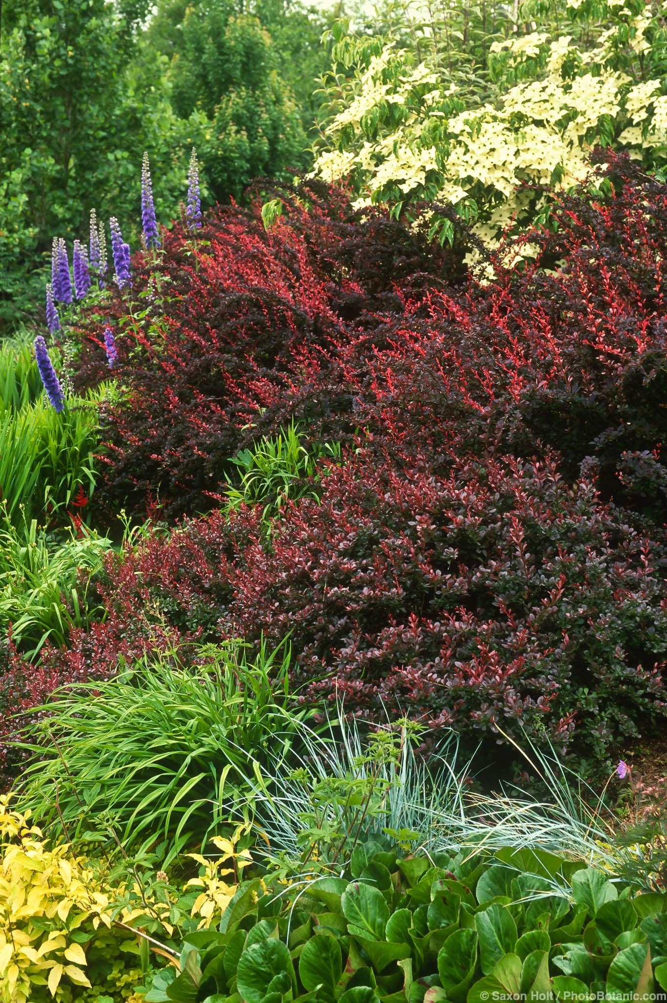 Berberis thunbergii