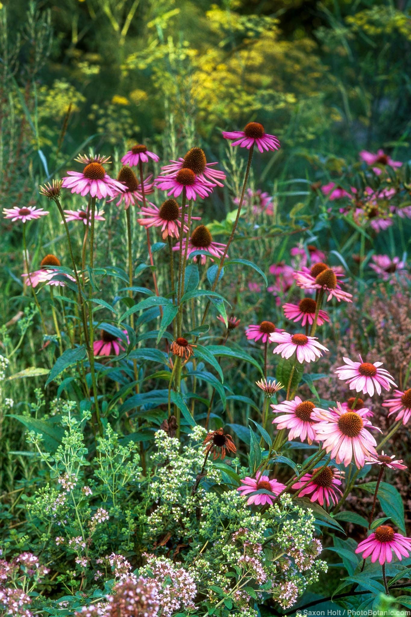 Echinacea purpurea