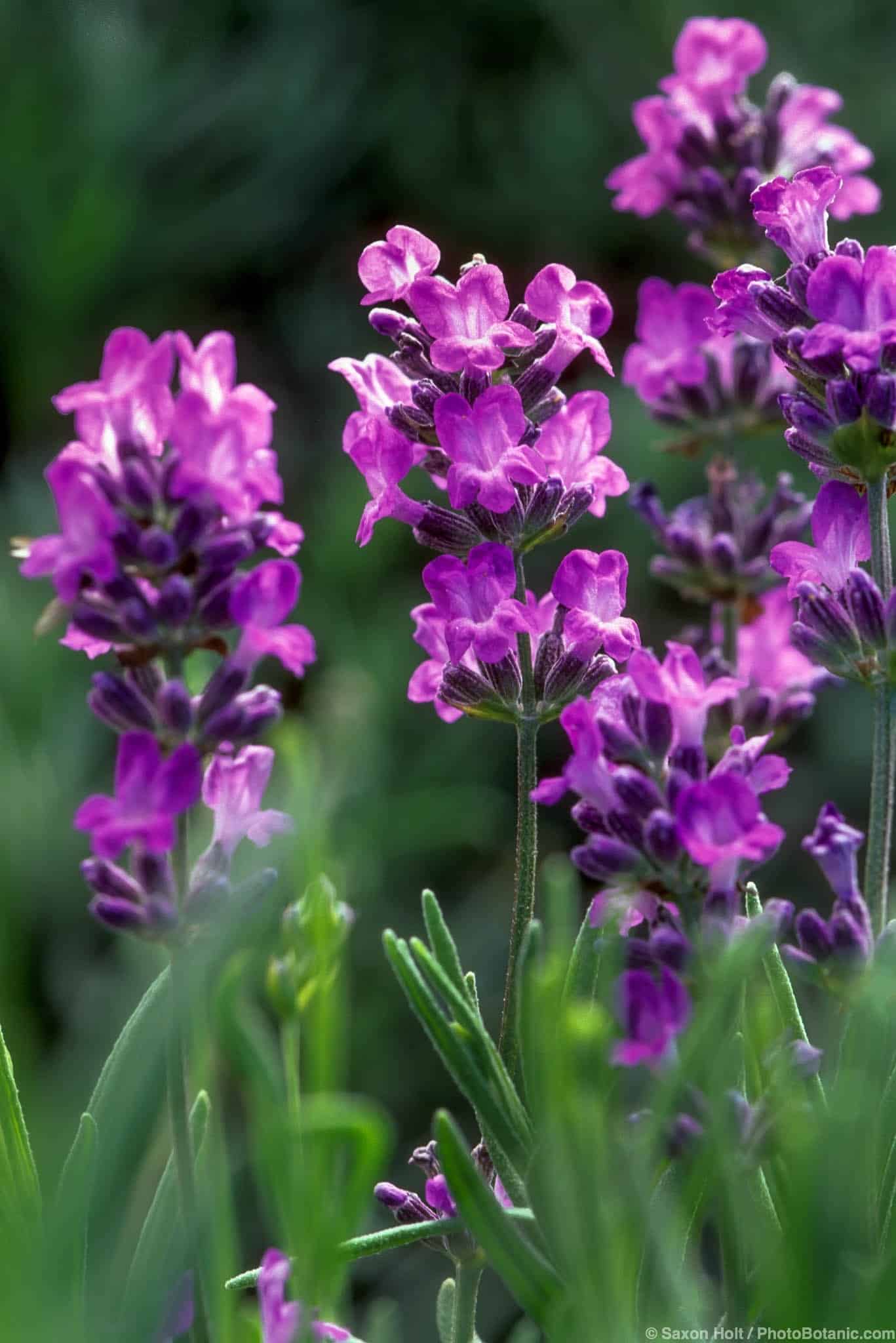 Lavandula angustifolia