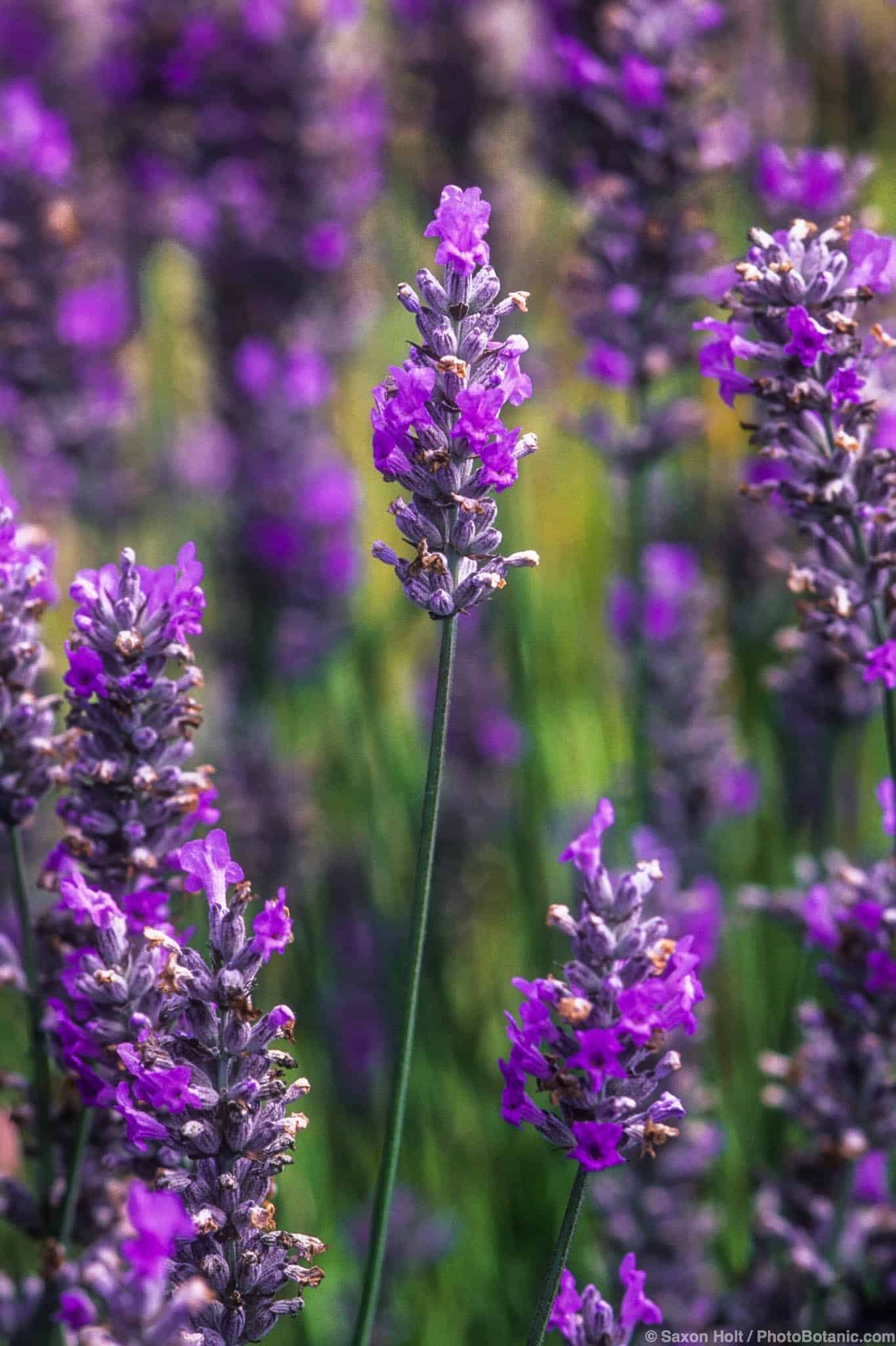 Lavandula x intermedia