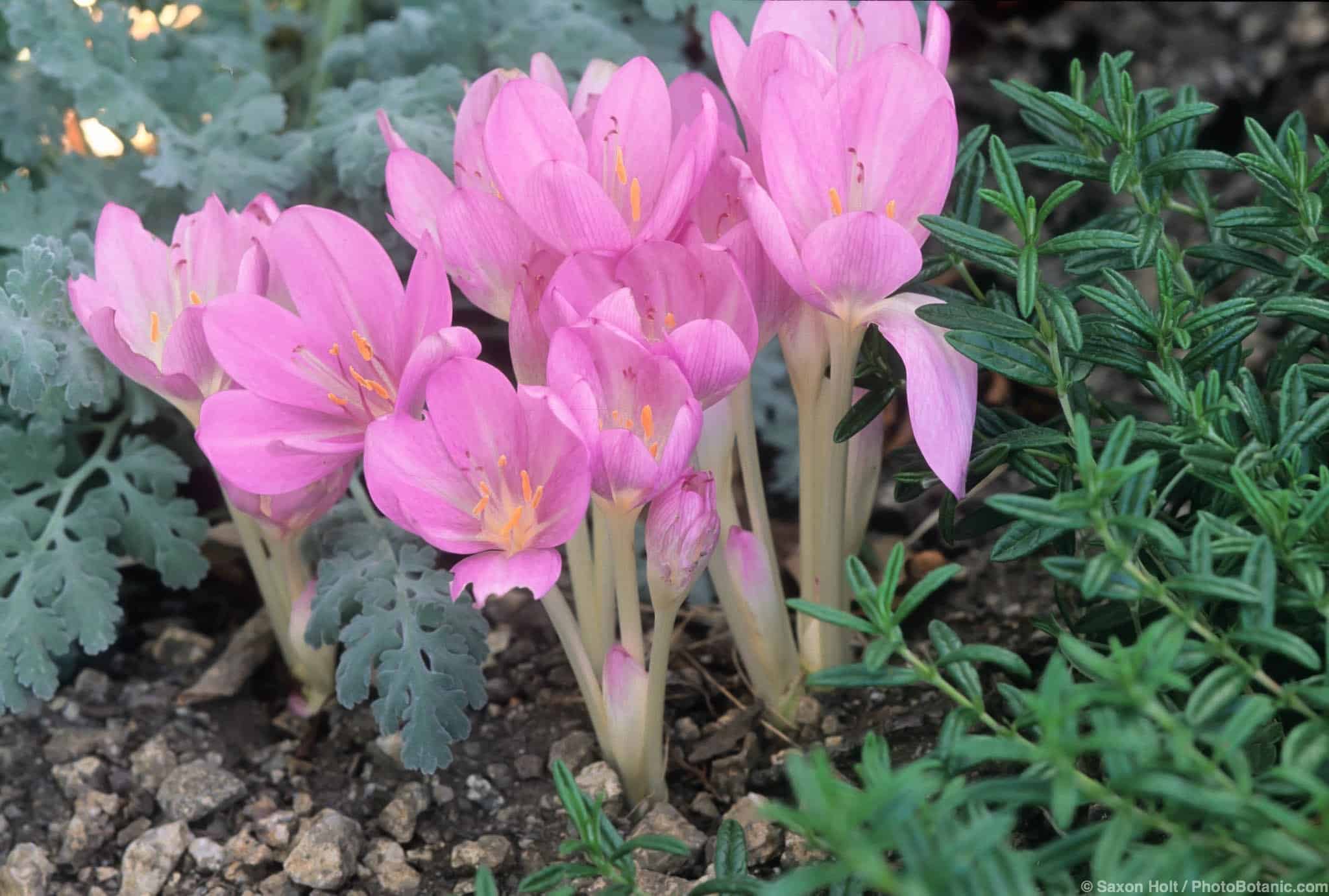 Colchicum autumnale