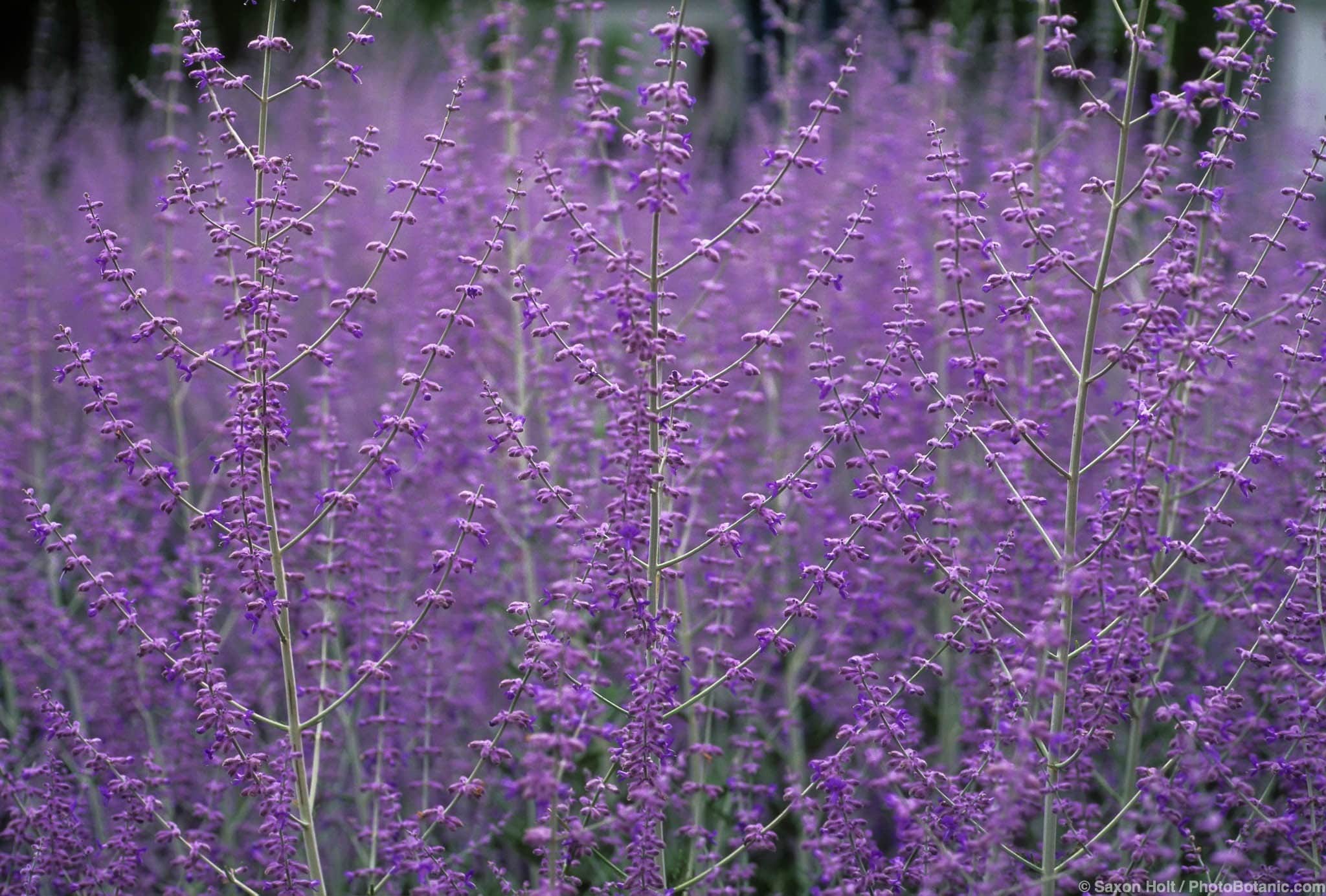 Perovskia atriplicifolia