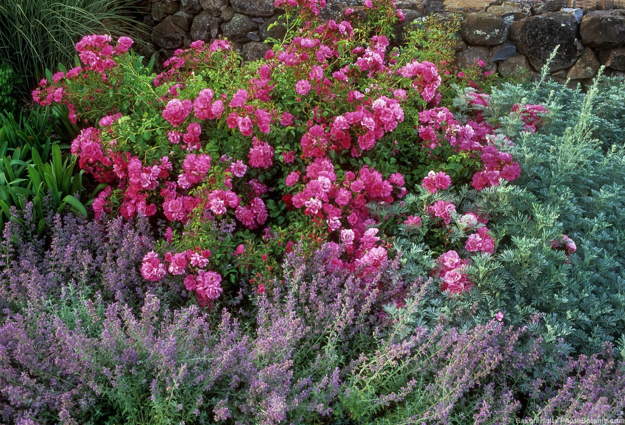 Rosa ‘Flower Carpet’, Artemisia ‘Powis Castle’, Nepeta