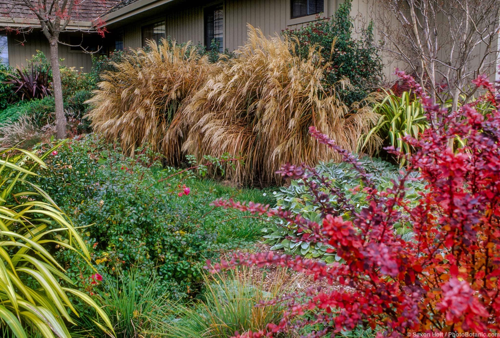 Miscanthus sinensis ‘Adagio’