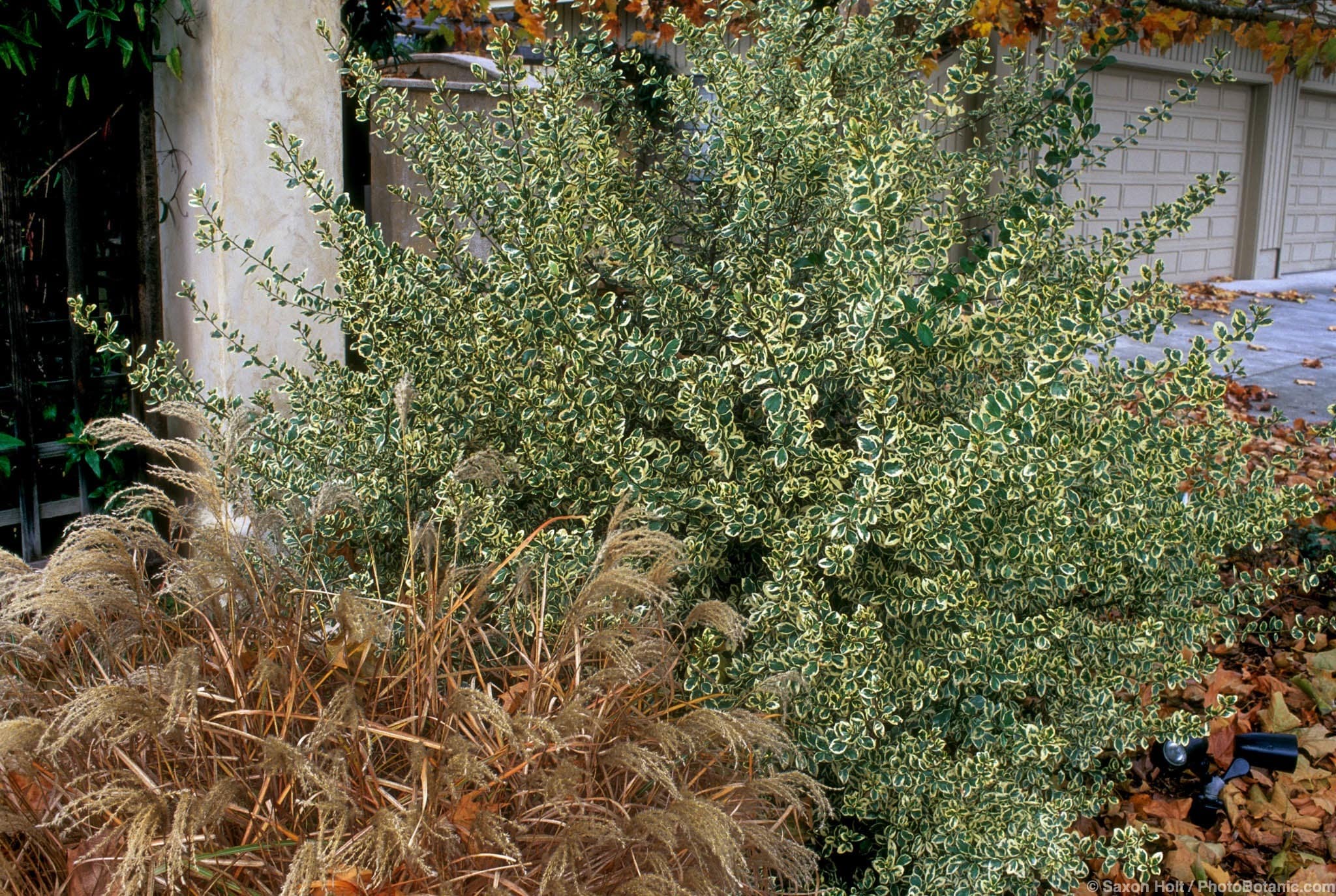 Rhamnus alaternus