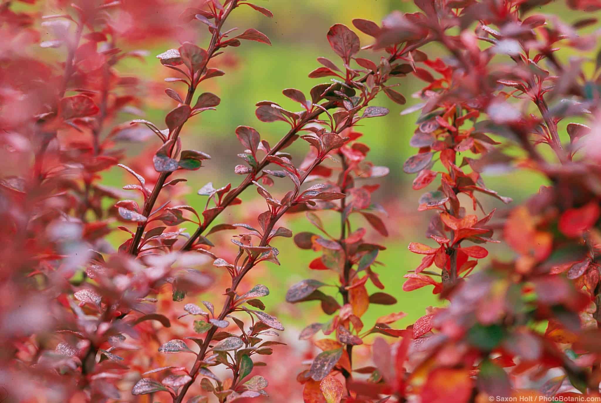 Berberis thunbergii