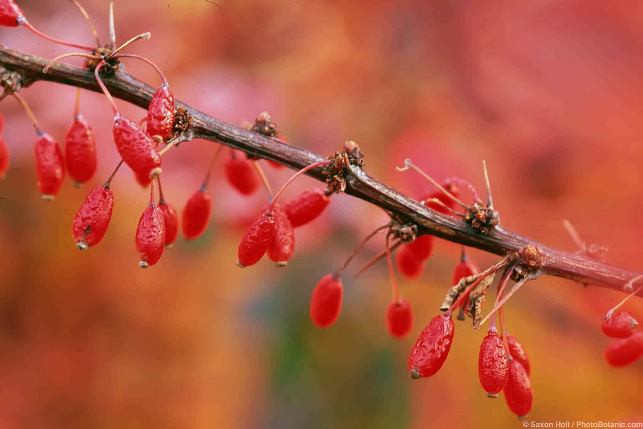 Berberis thunbergii