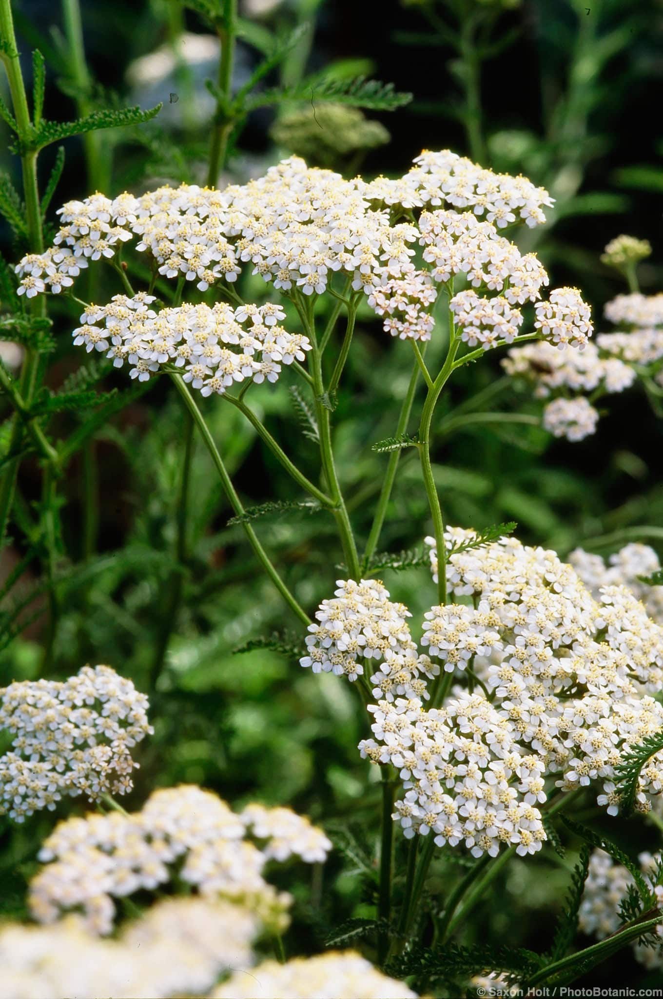 Achillea millefolium