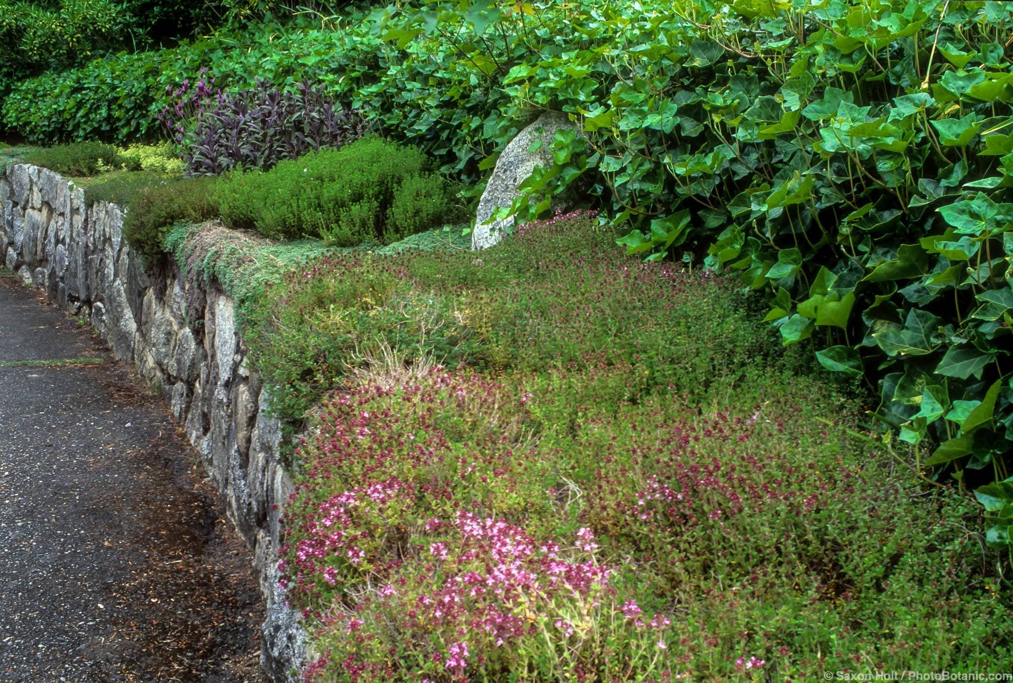 Thymus vulgaris