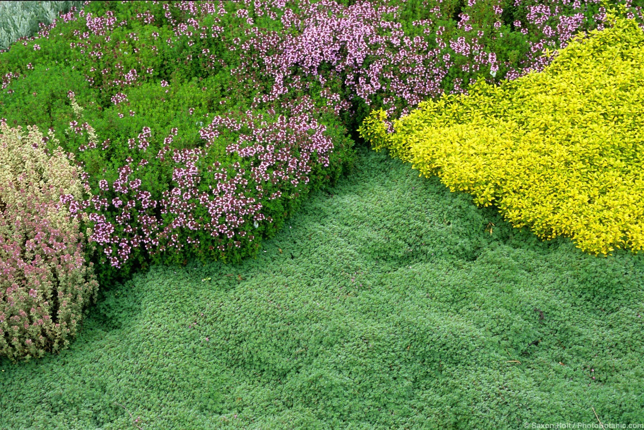 Thymus, Origanum vulgare