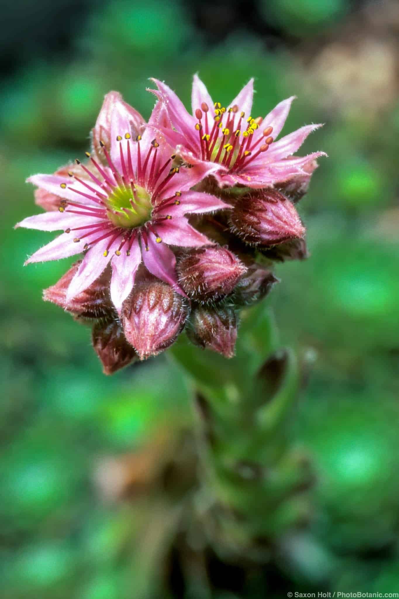 Sempervivum tectorum