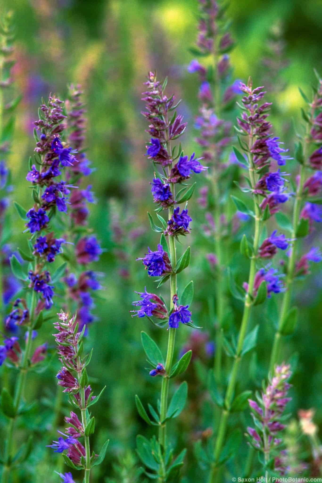 Hyssopus officinalis