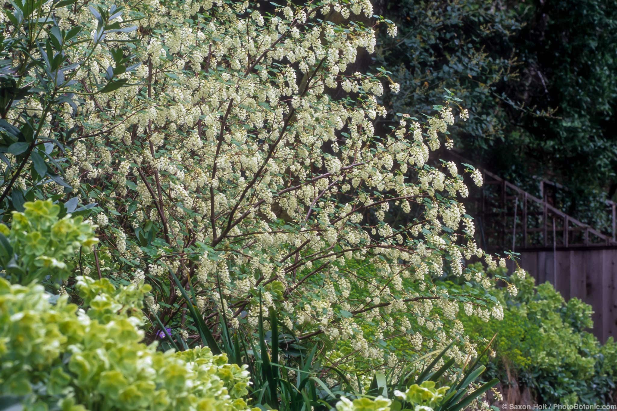 Ribes sanguineum