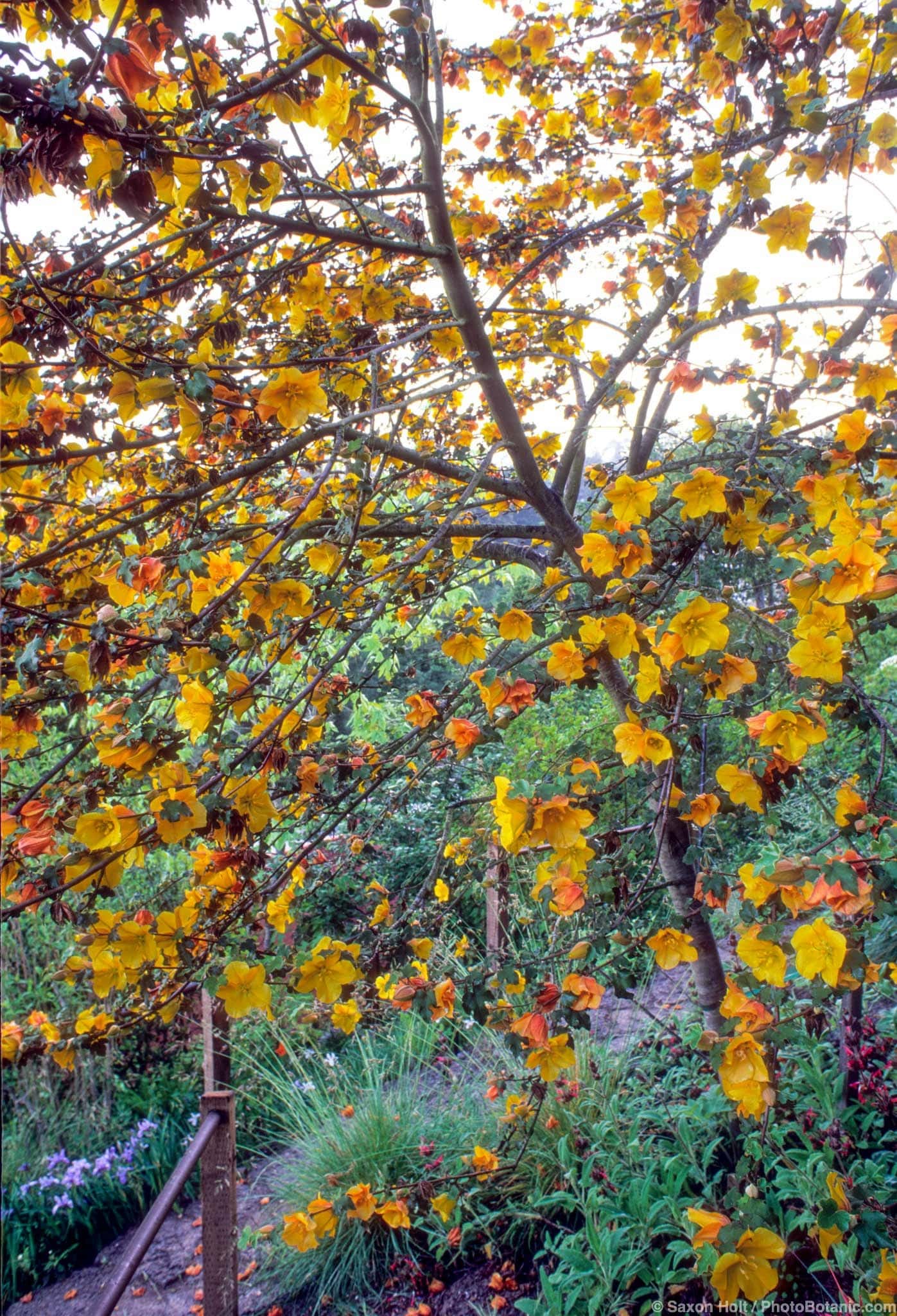 Fremontodendron californica