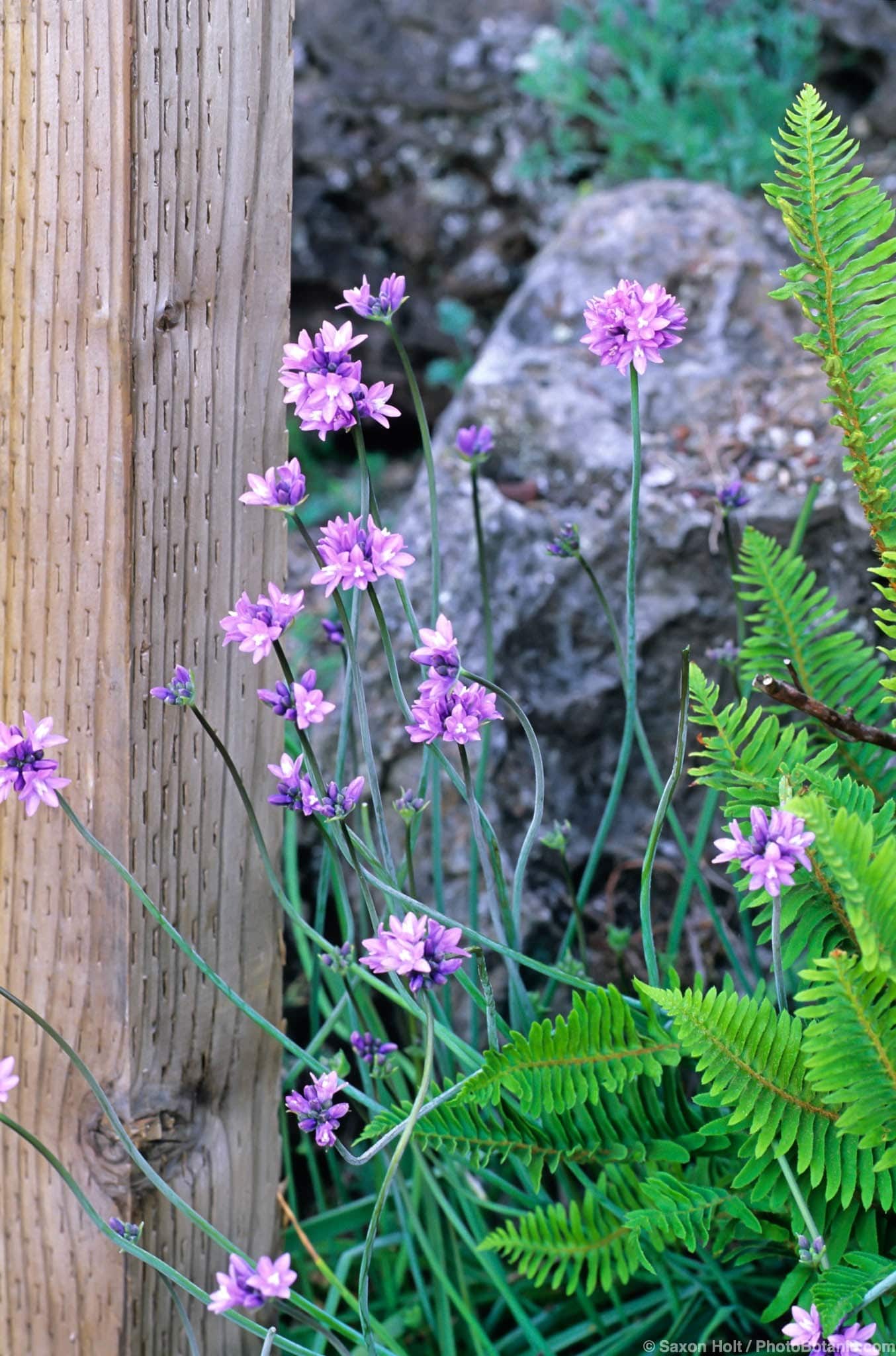 Dichelostemma capitatum