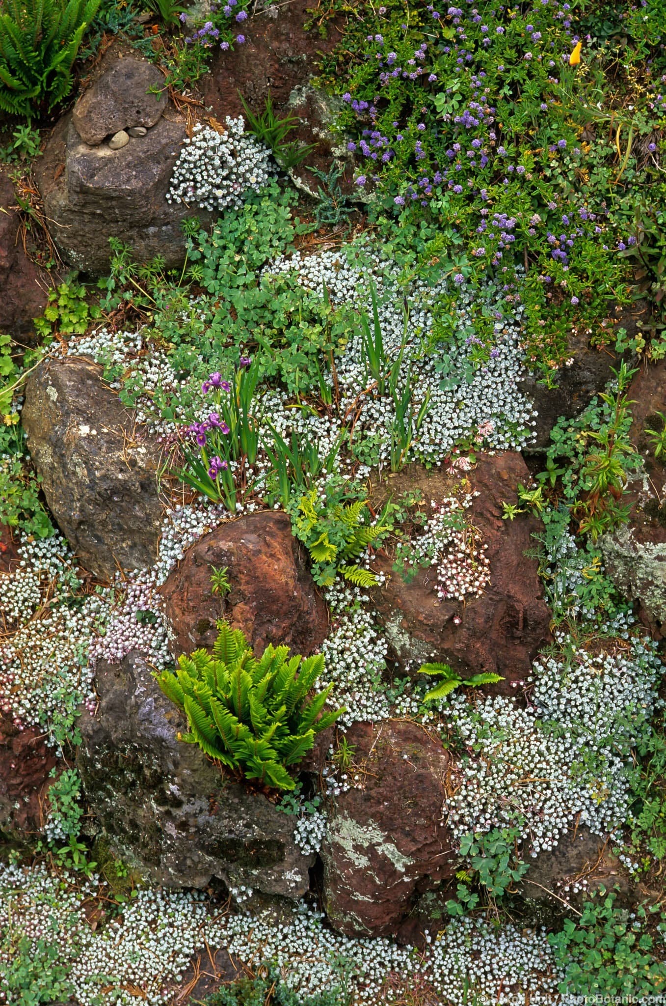 Sedum spathulifolium