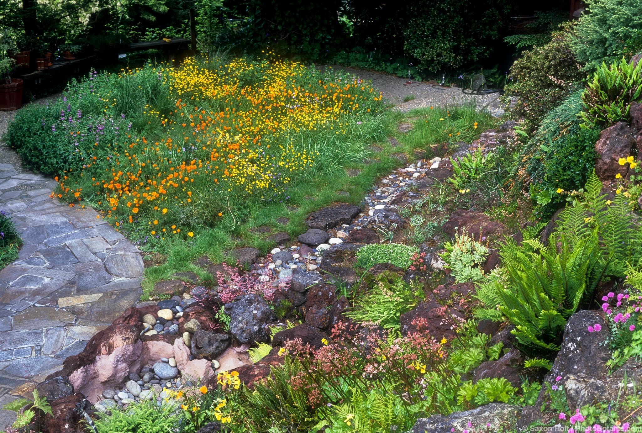 California native plant meadow lawn