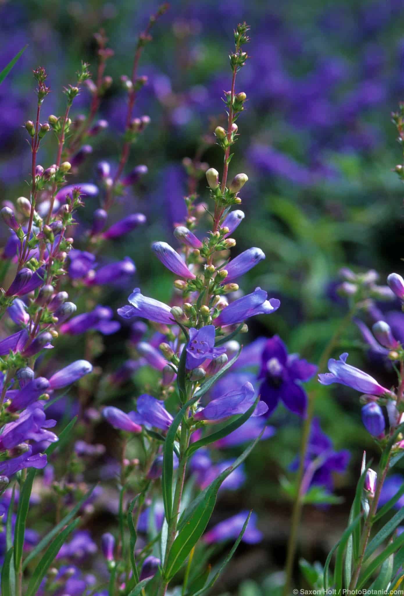 Penstemon heterophyllus