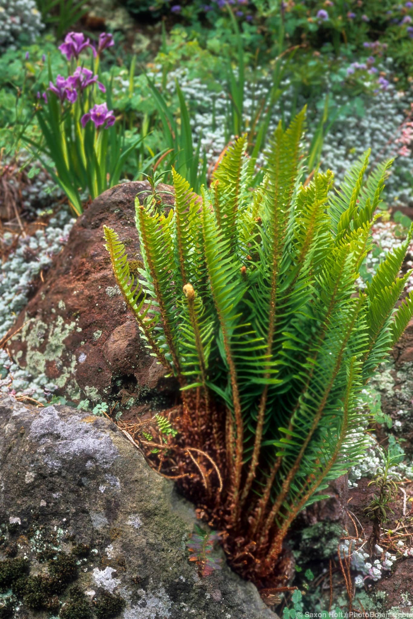 Polystichum munitum