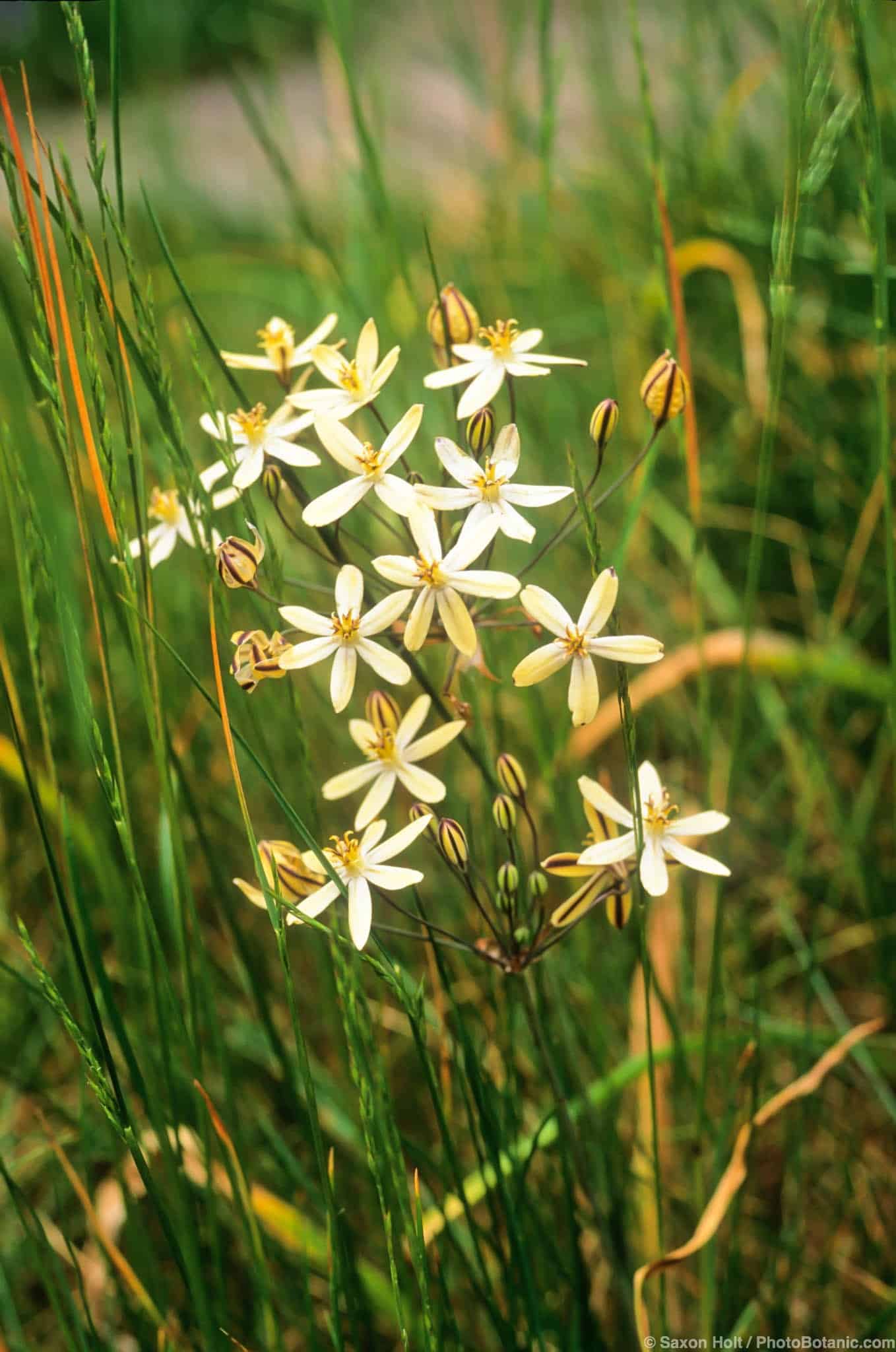 Triteleia ixiodes