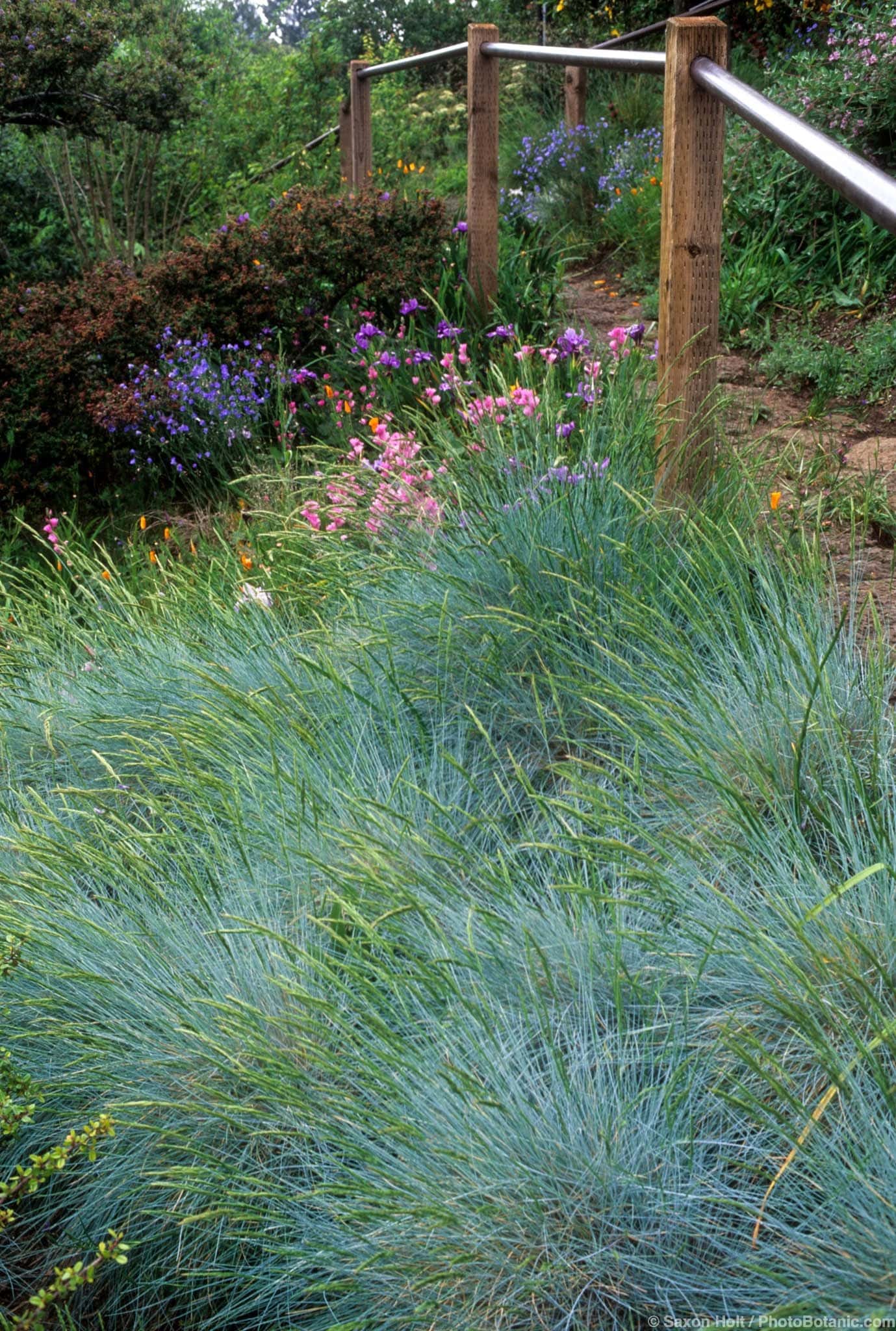 Festuca idahoensis