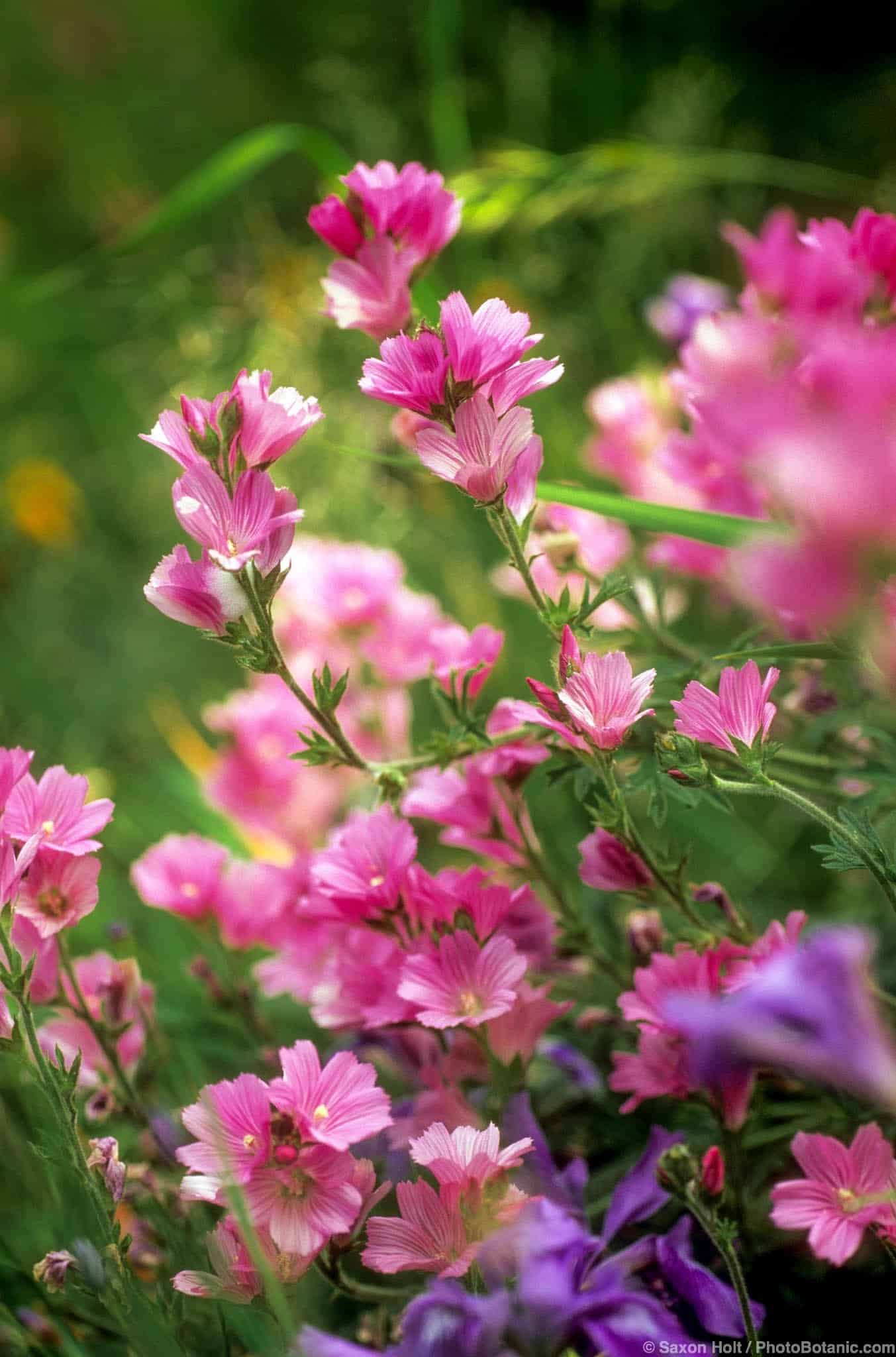 Sidalcea malviflora