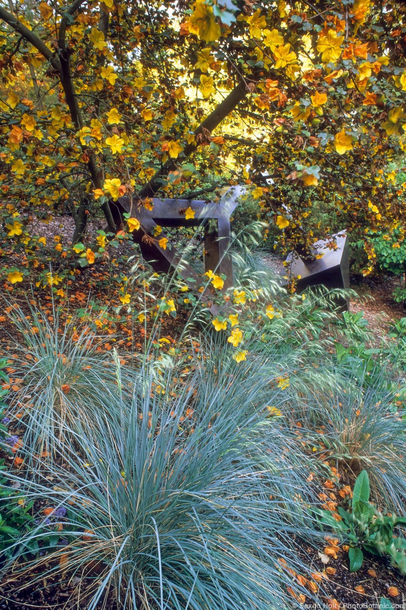 Helictotrichon sempervirens