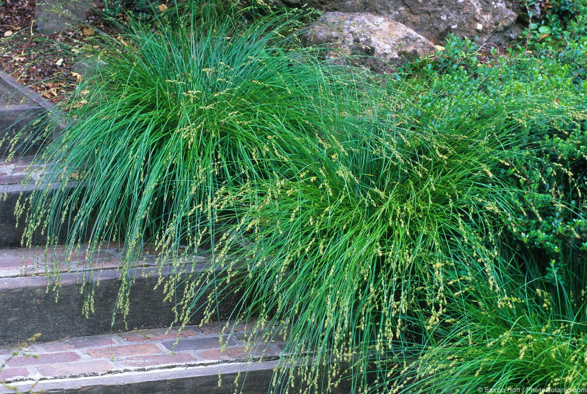 Carex divulsa