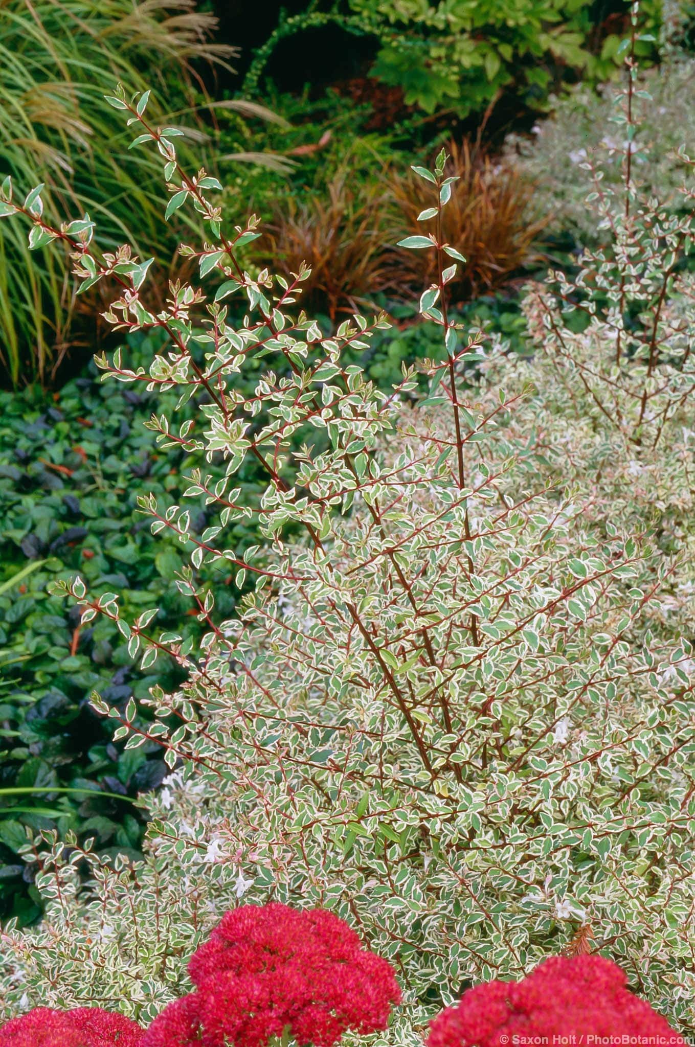 Abelia x grandiflora