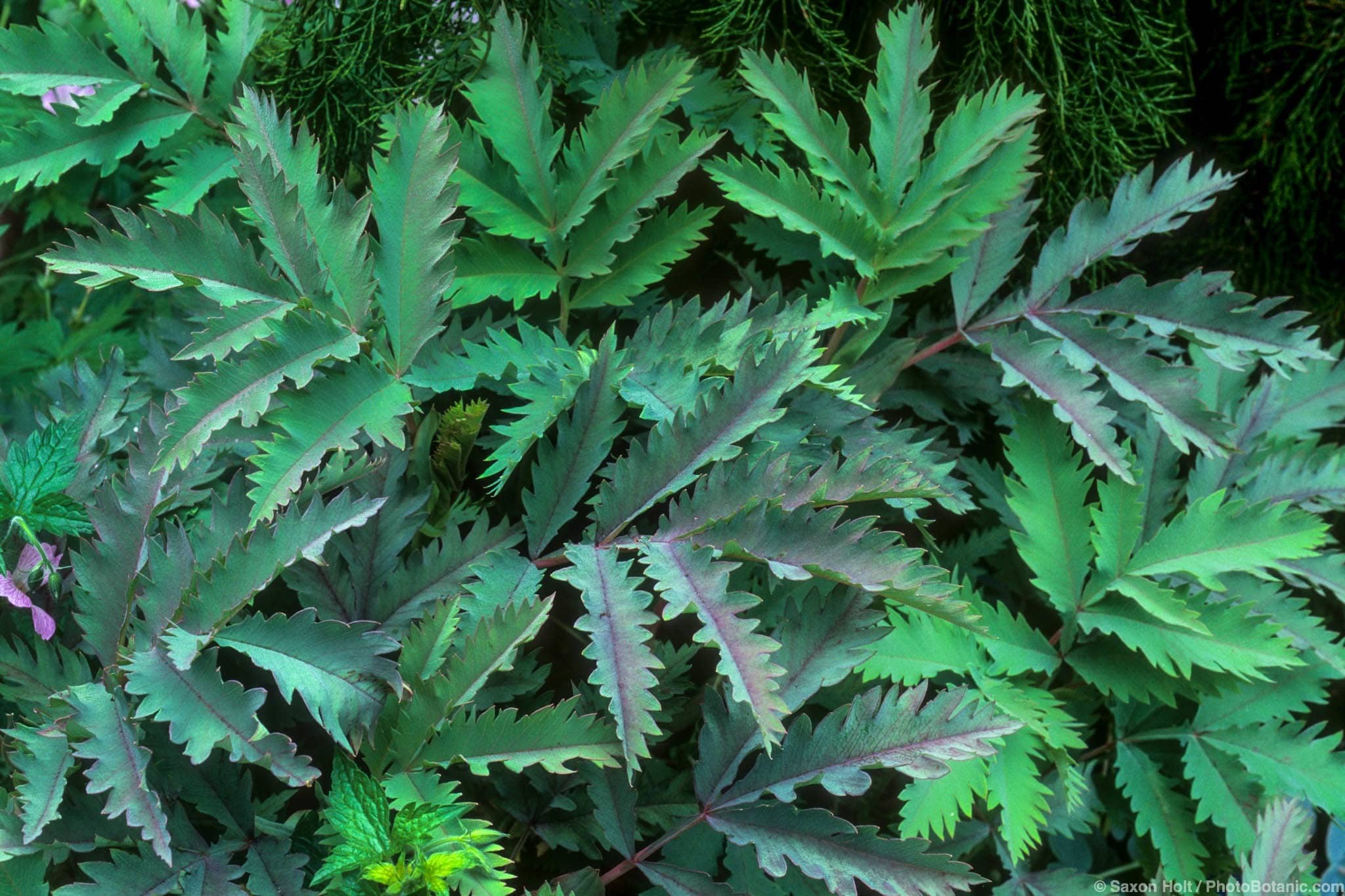 Melianthus major