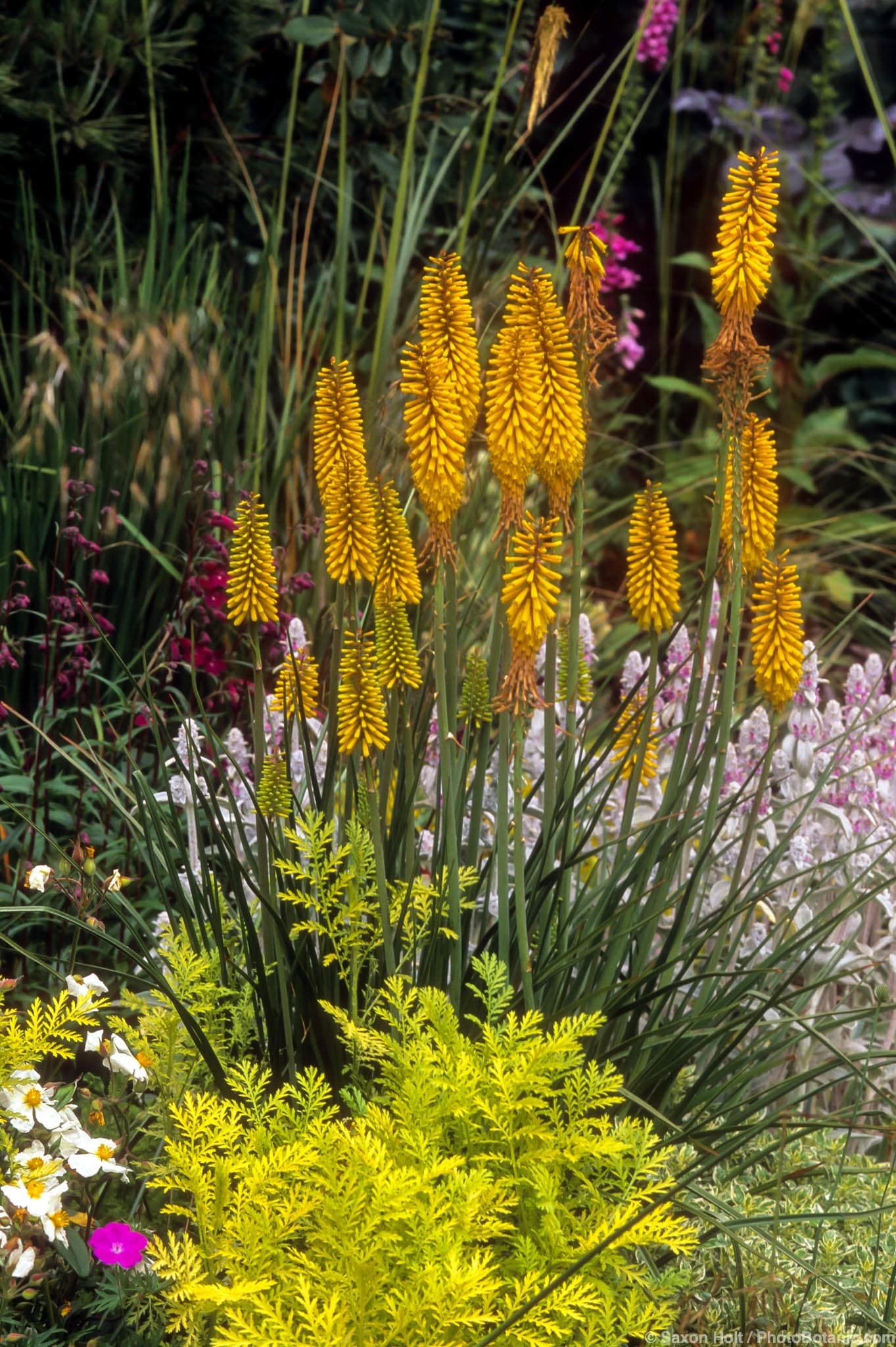 Kniphofia uvaria