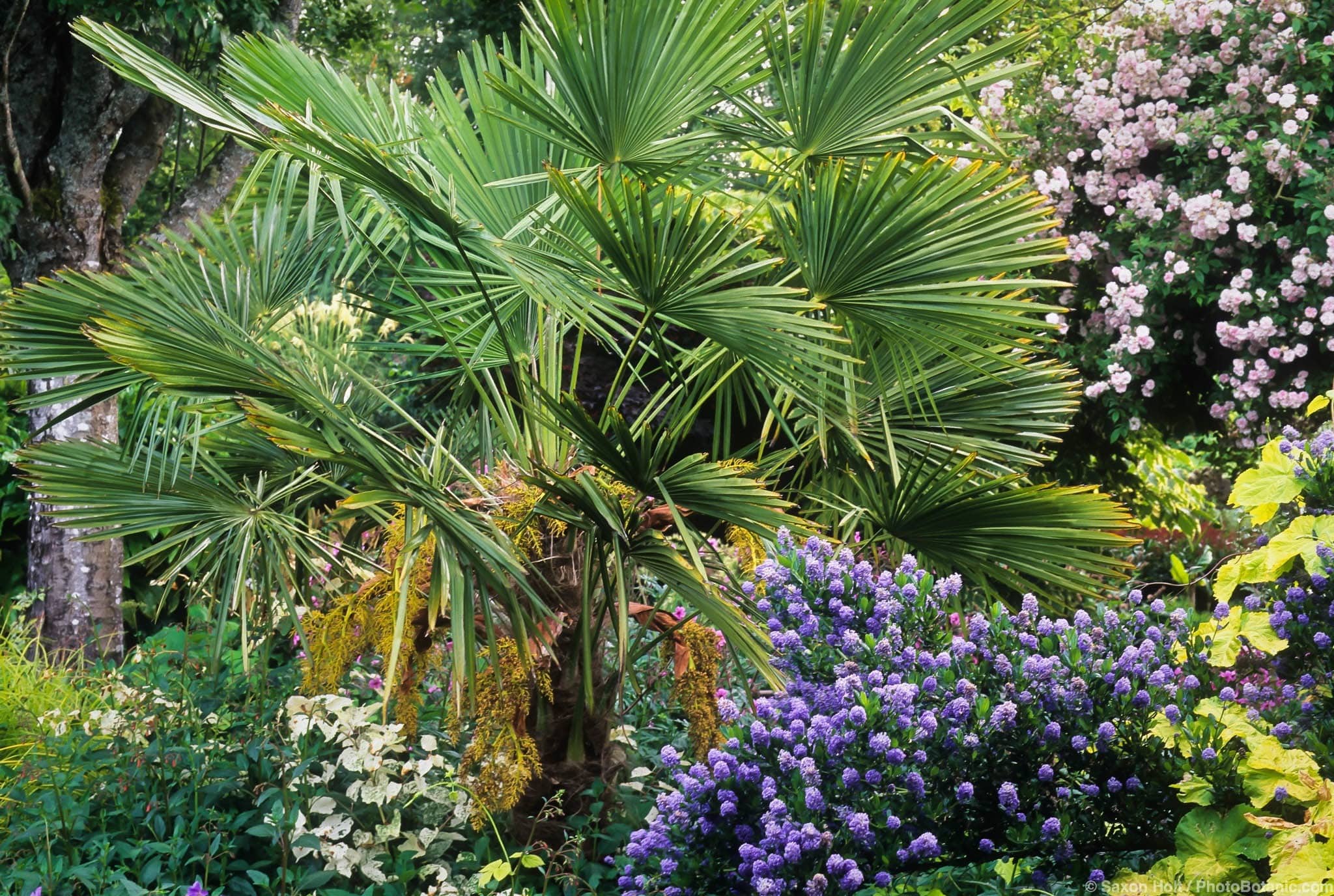 Trachycarpus fortunei