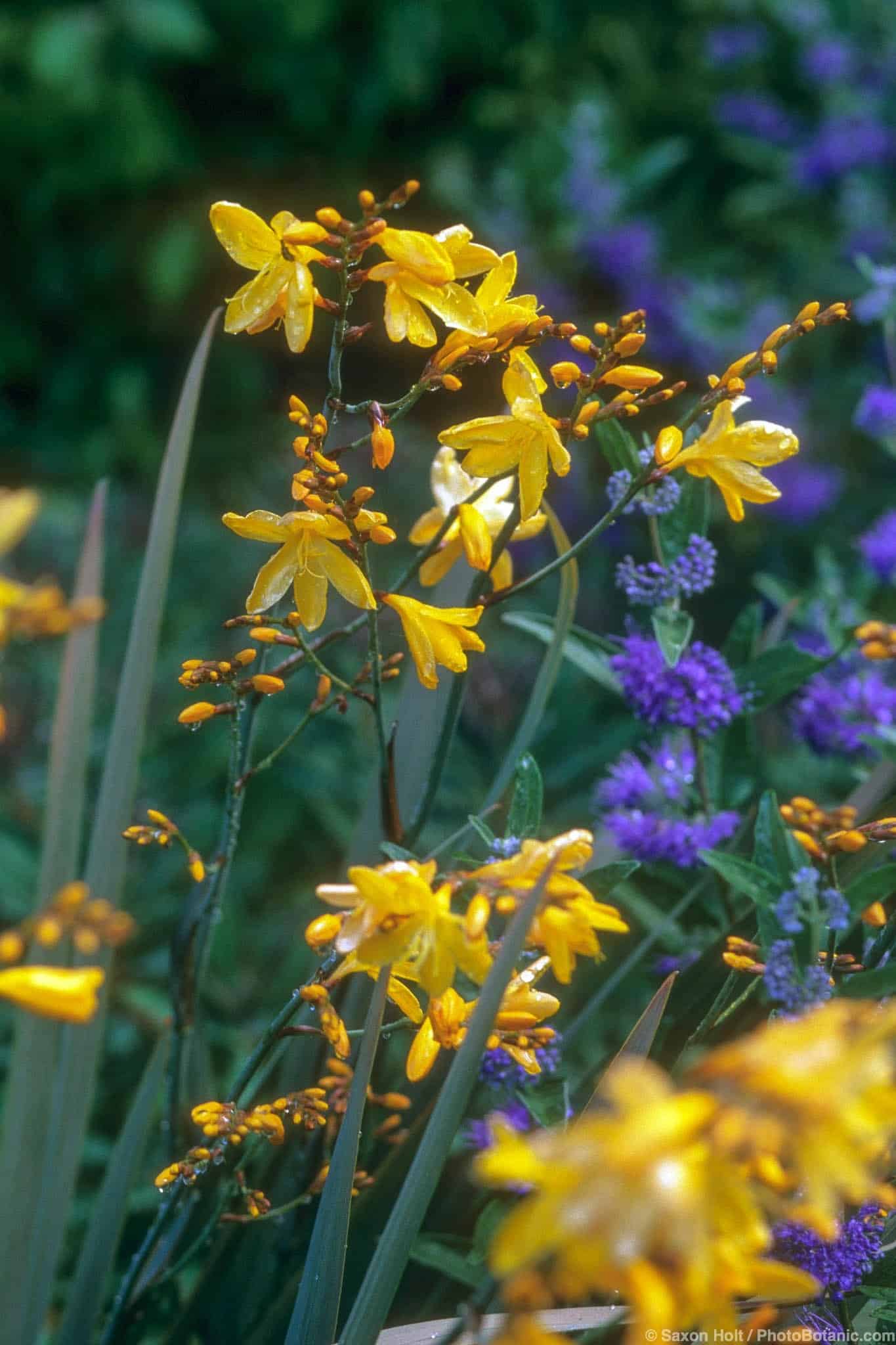 Crocosmia ‘Solfatare’