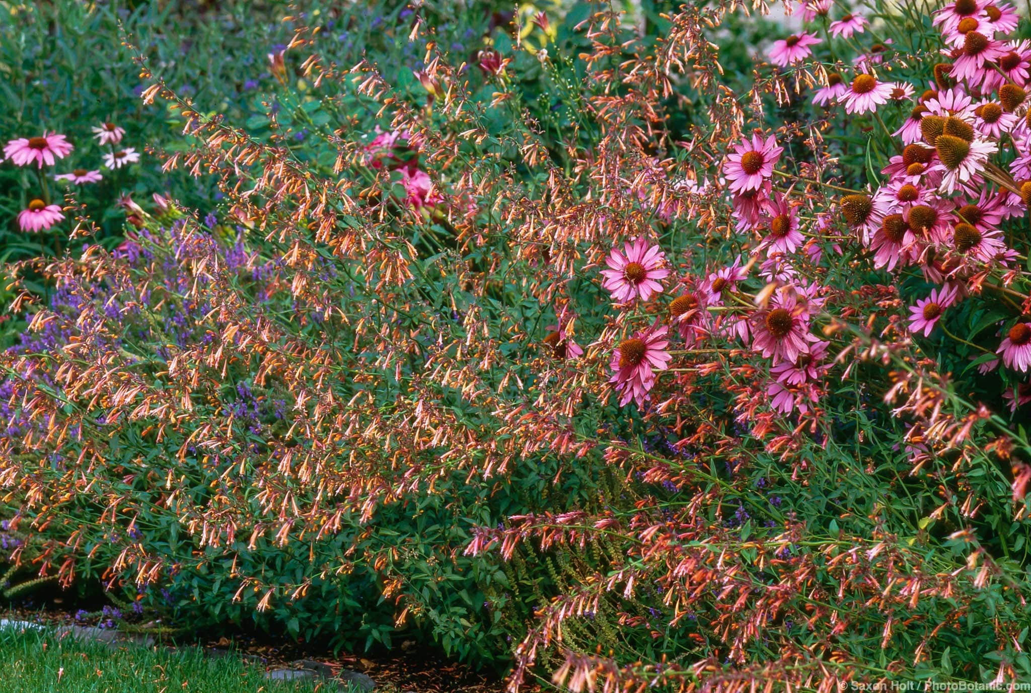 Agastache ‘Apricot Sunrise’