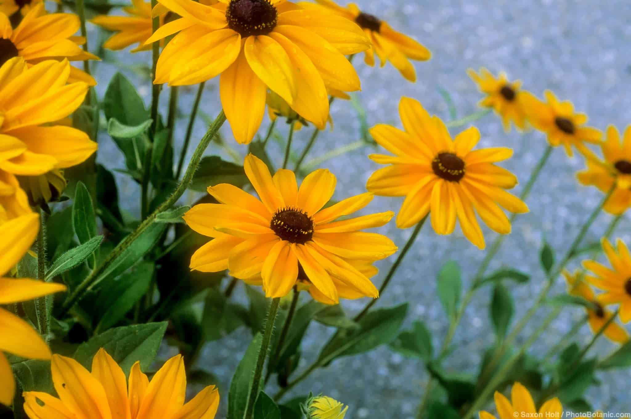 Rudbeckia hirta