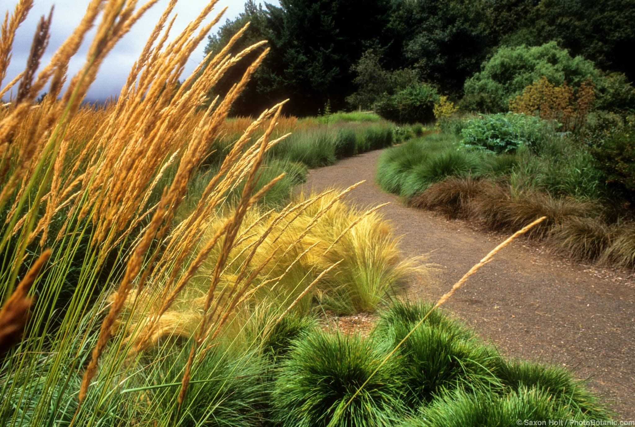 Calamagrostis acutiflora