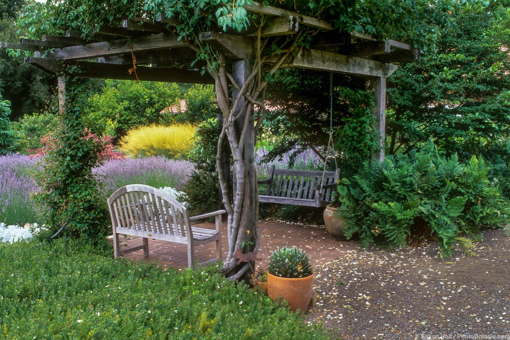 Vine covered arbor pergola