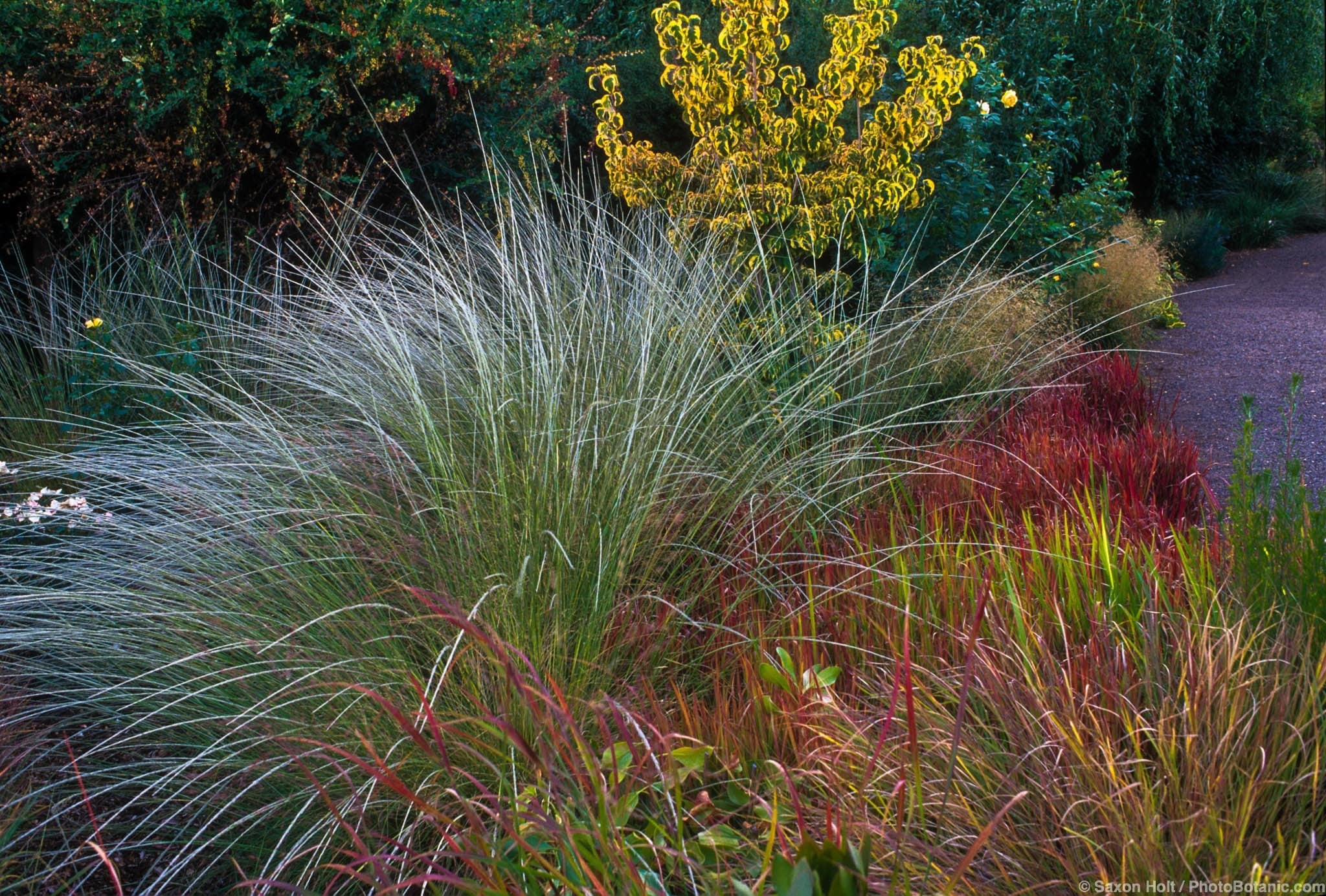 Muhlenbergia rigens