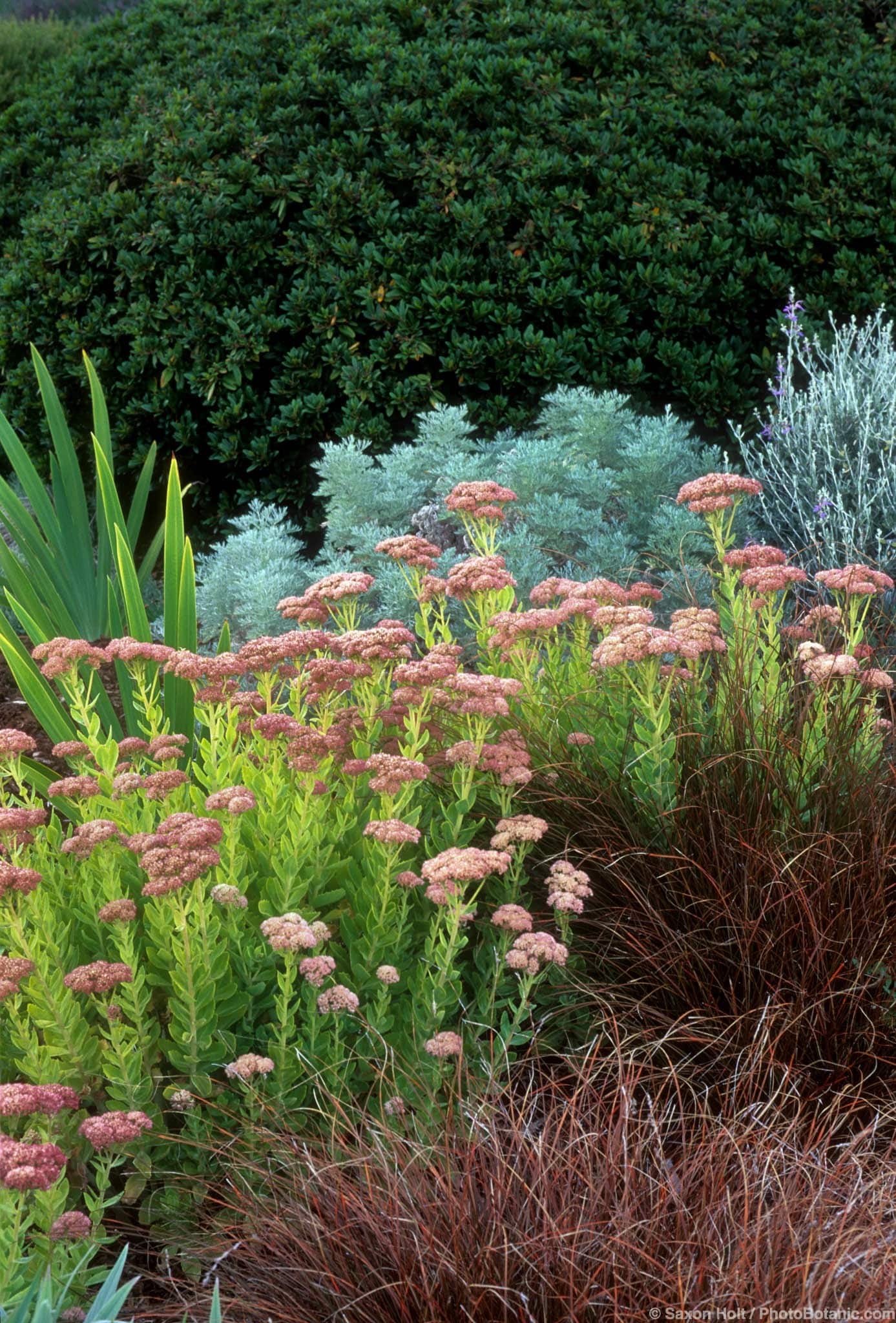 Sedum ‘Autumn Joy’