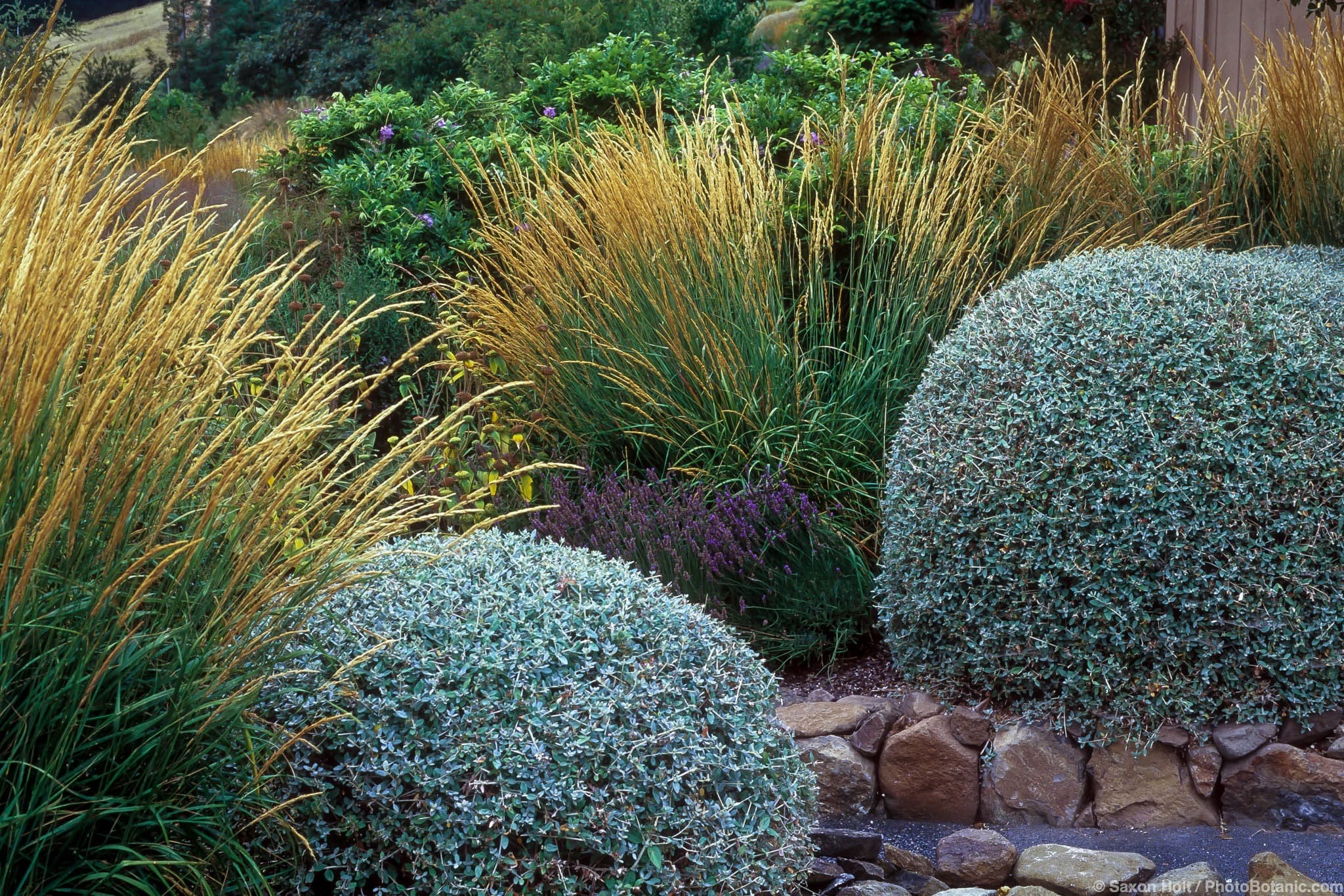 Teucrium fruticans