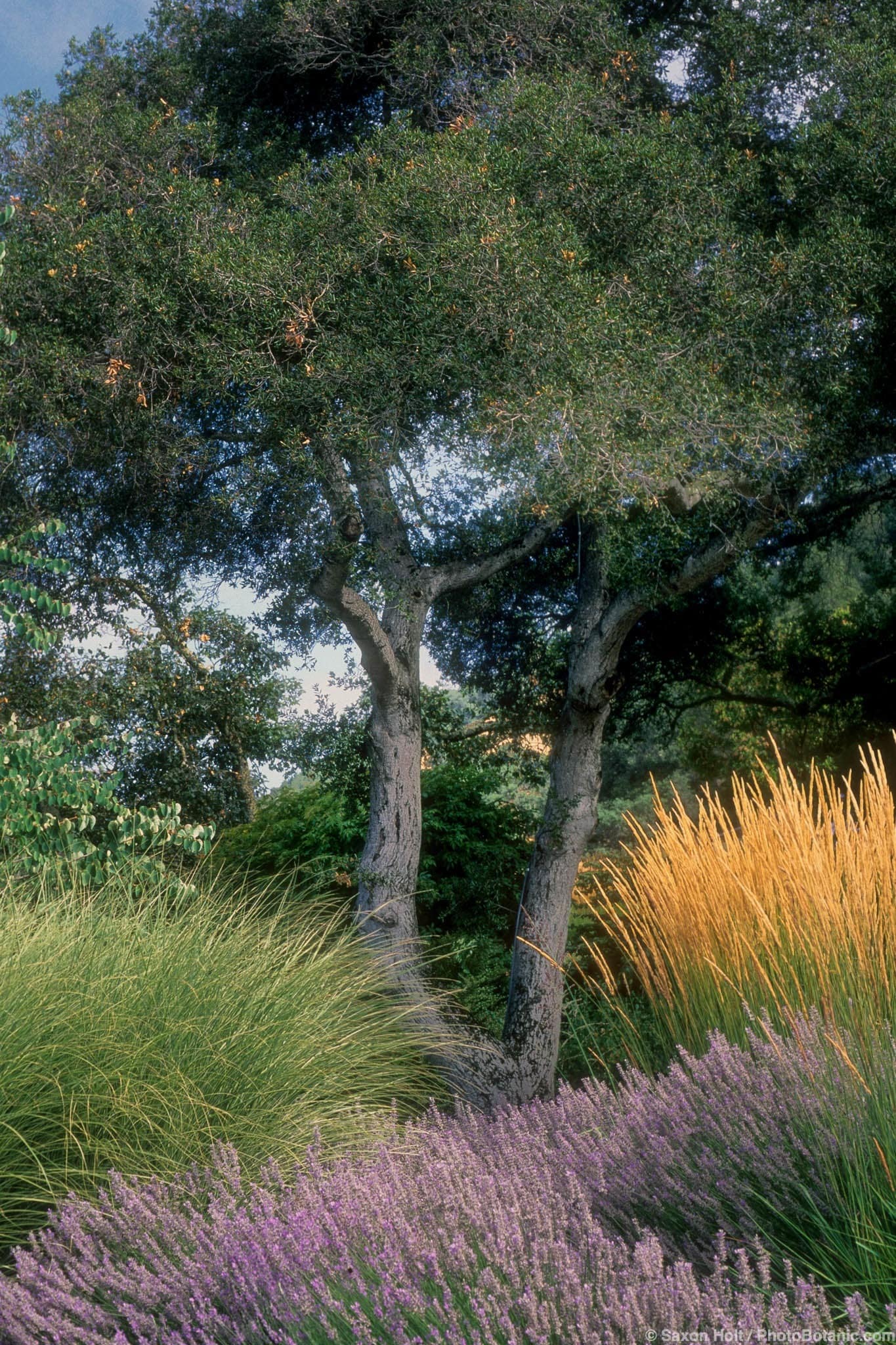 Quercus agrifolia