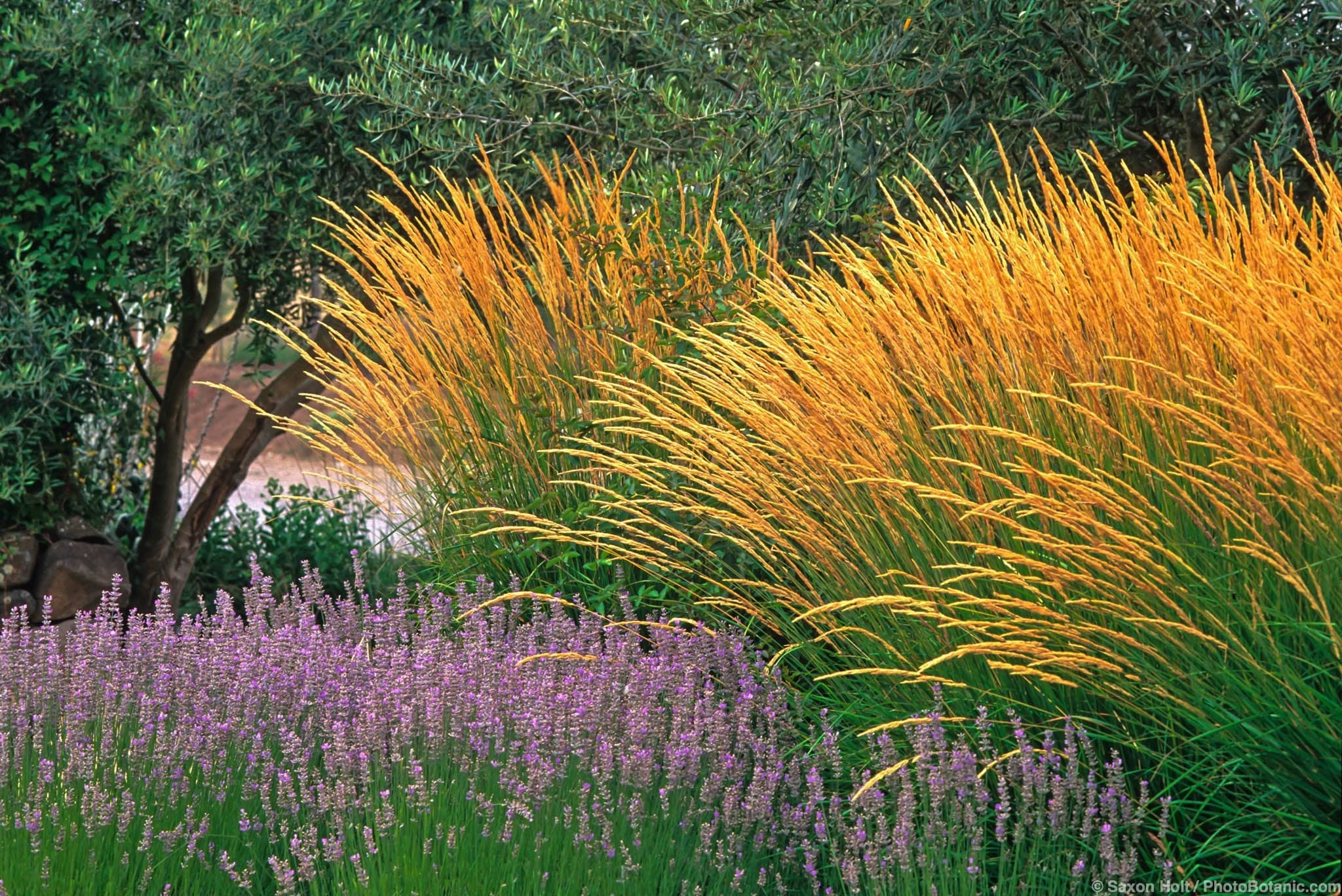 Calamagrostis acutifolia