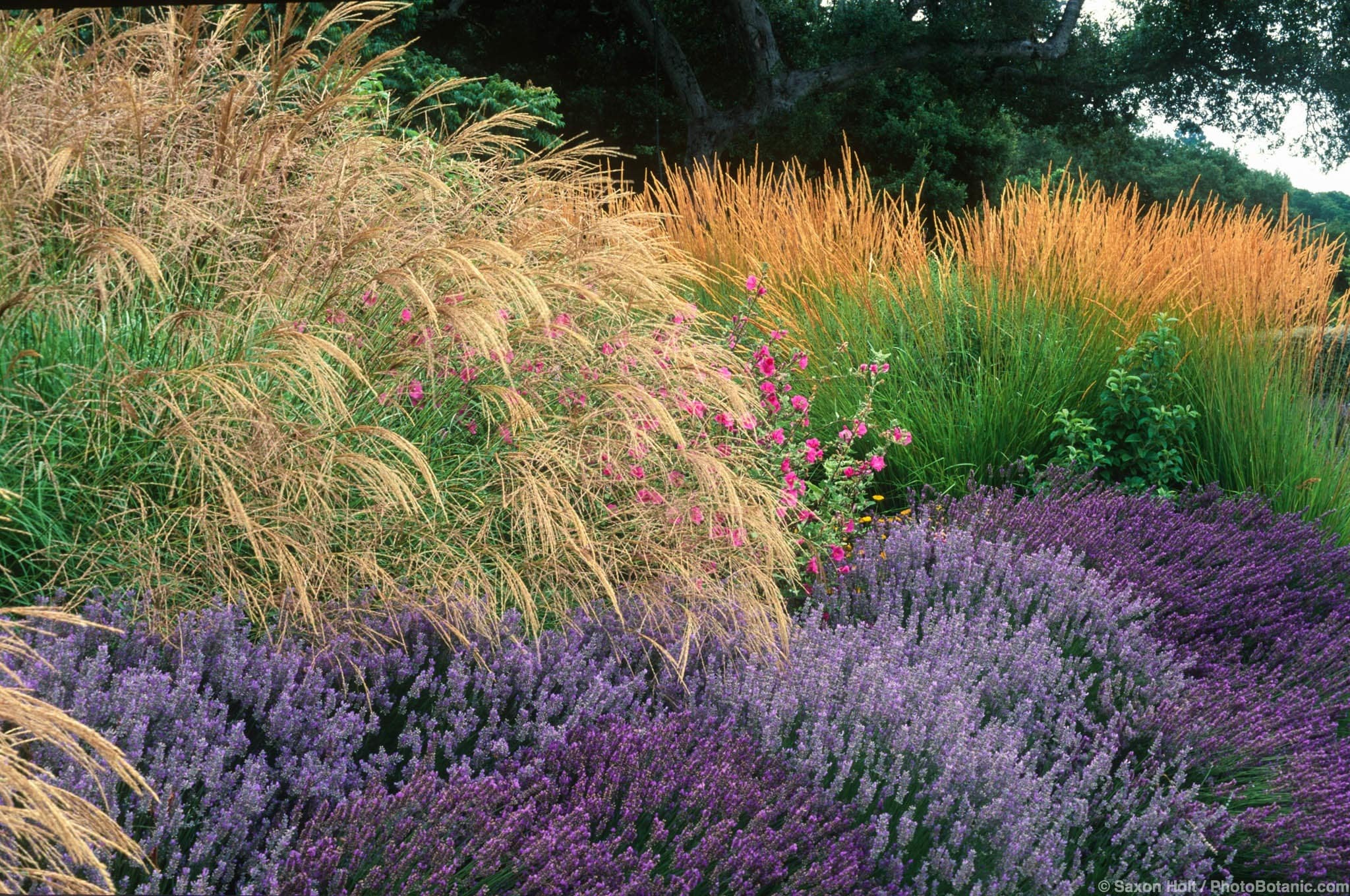 Miscanthus sinensis