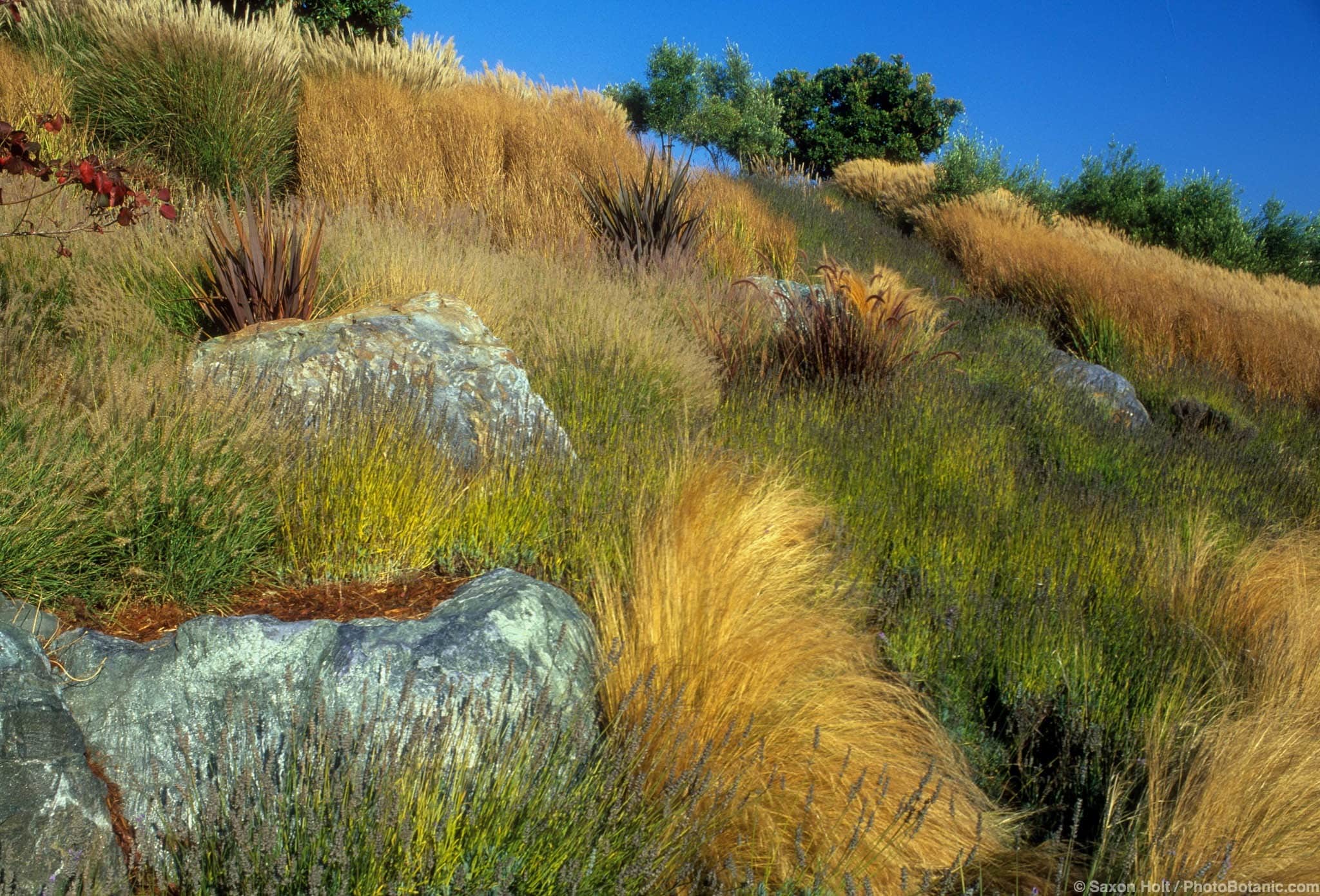 Dry hillside planting with grasses