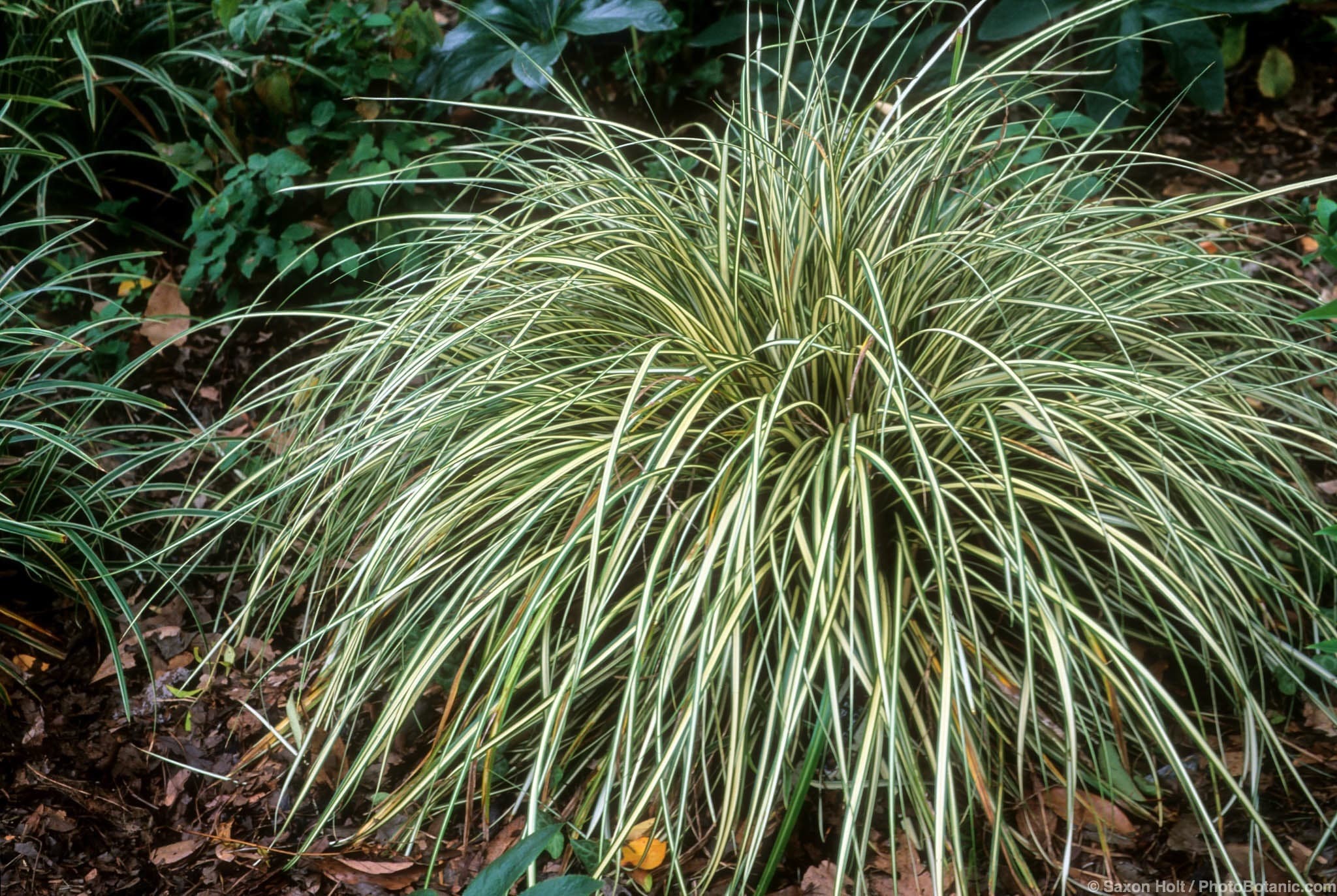 Carex morrowii