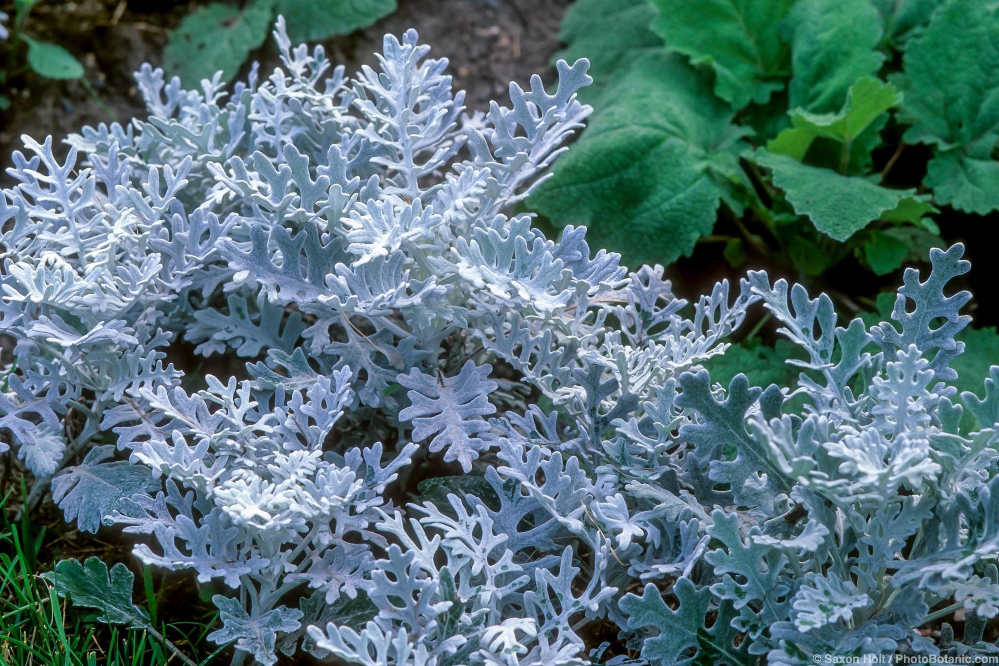 Senecio cineraria