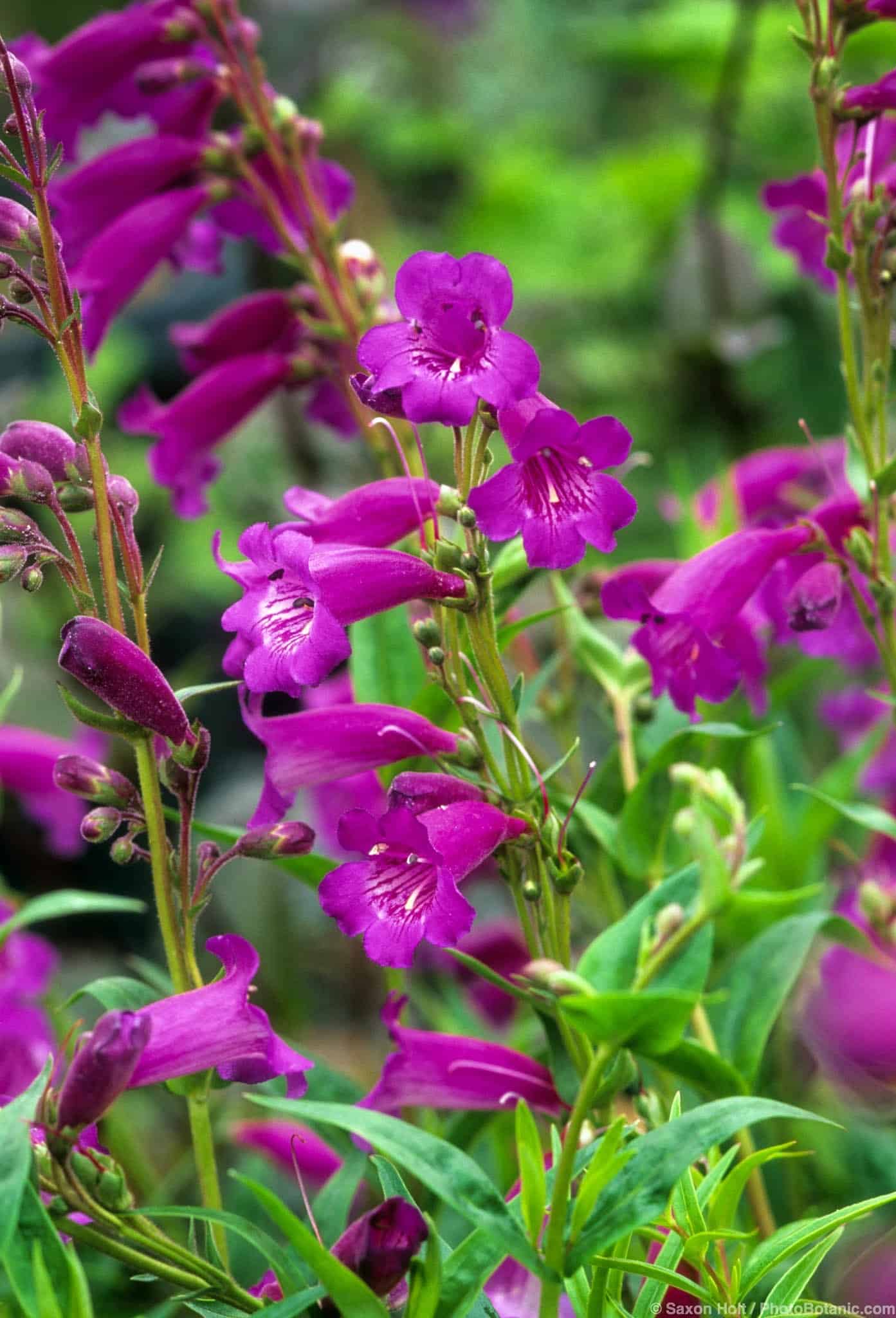 Penstemon x gloxinoides