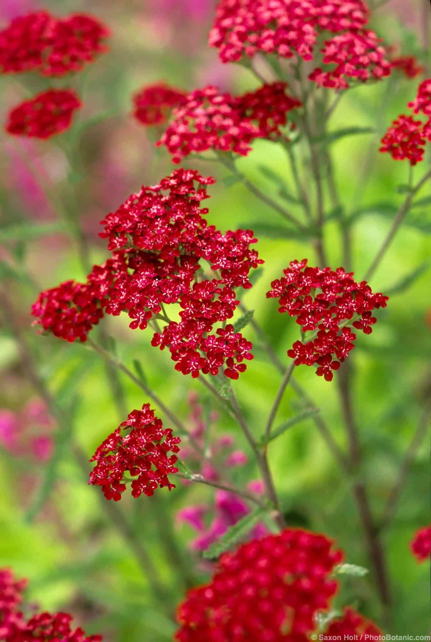 Achillea millefolium