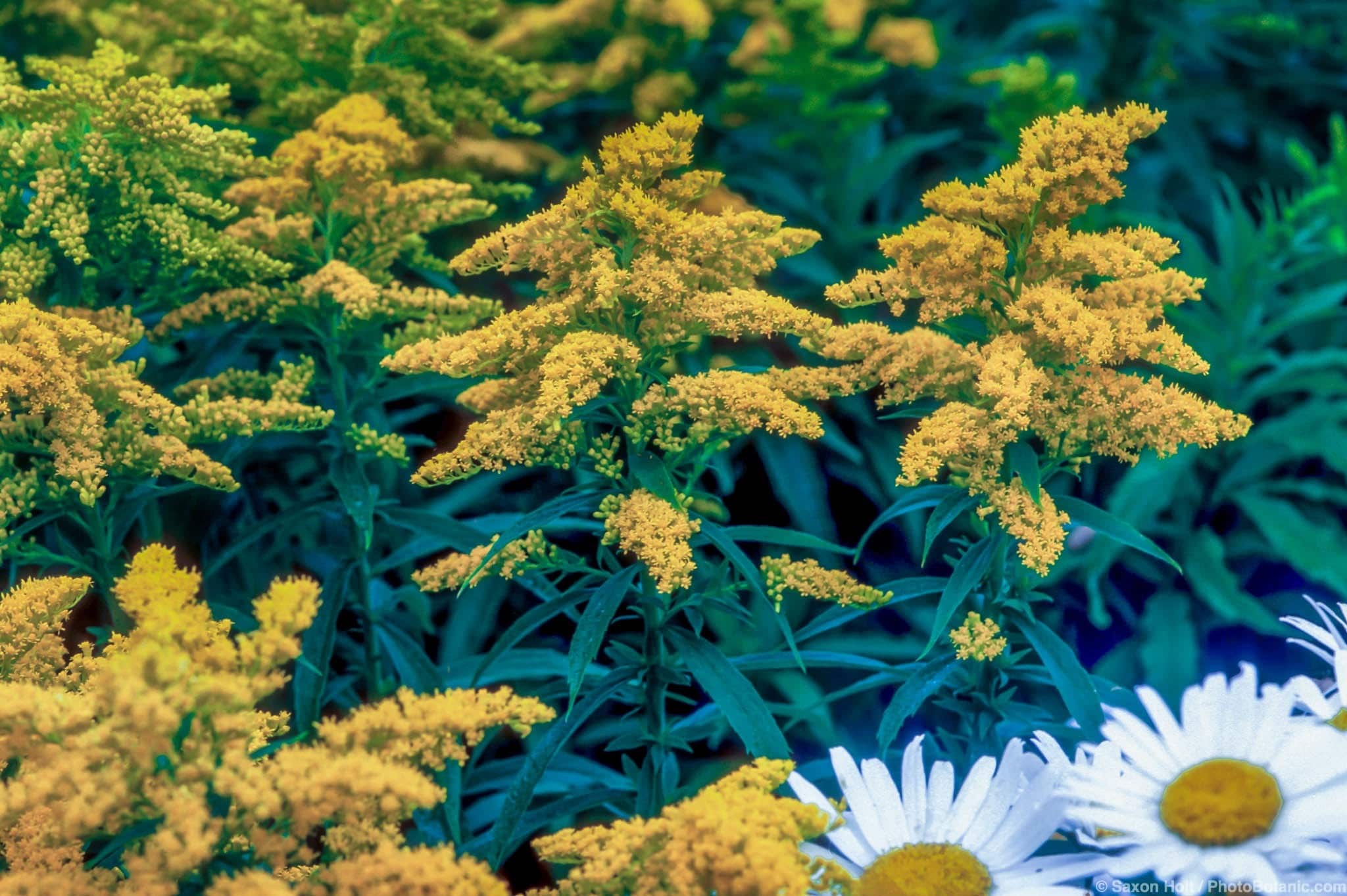 Solidago canadensis